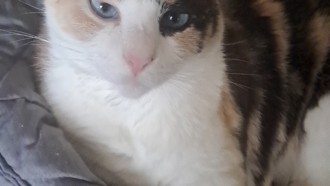 Help Me & My Cat Stay Housed This Winter photo