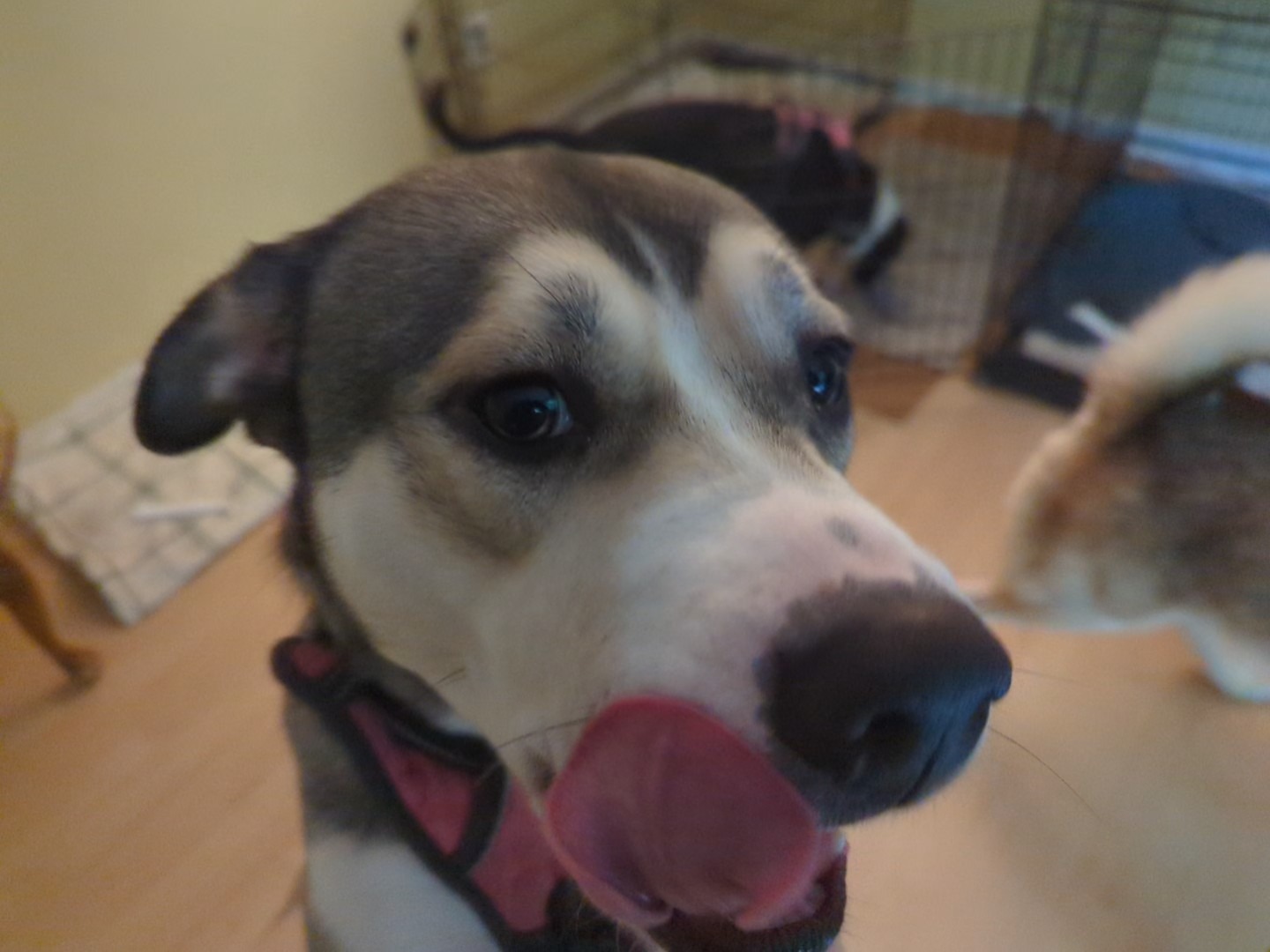 $10 from 500 friends for FANTASTIC FOUR ZACK,OREO,NALA,LUNA campaign photo, 2 of 7