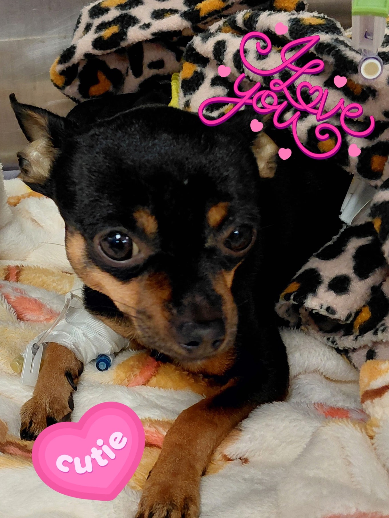 Save Nibbler: Help with Emergency Care Costs campaign photo, 4 of 5