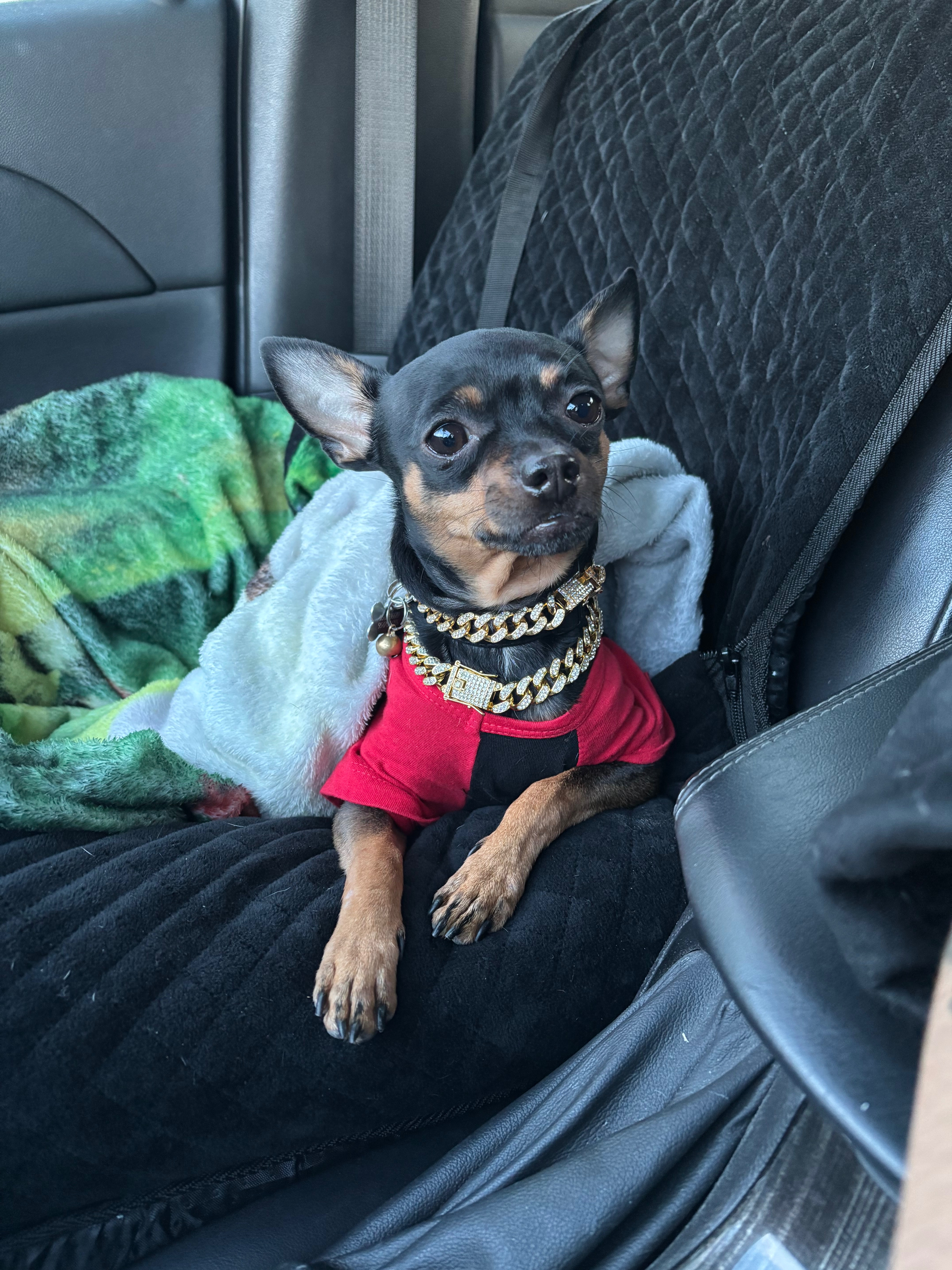 Save Nibbler: Help with Emergency Care Costs campaign photo, 2 of 5
