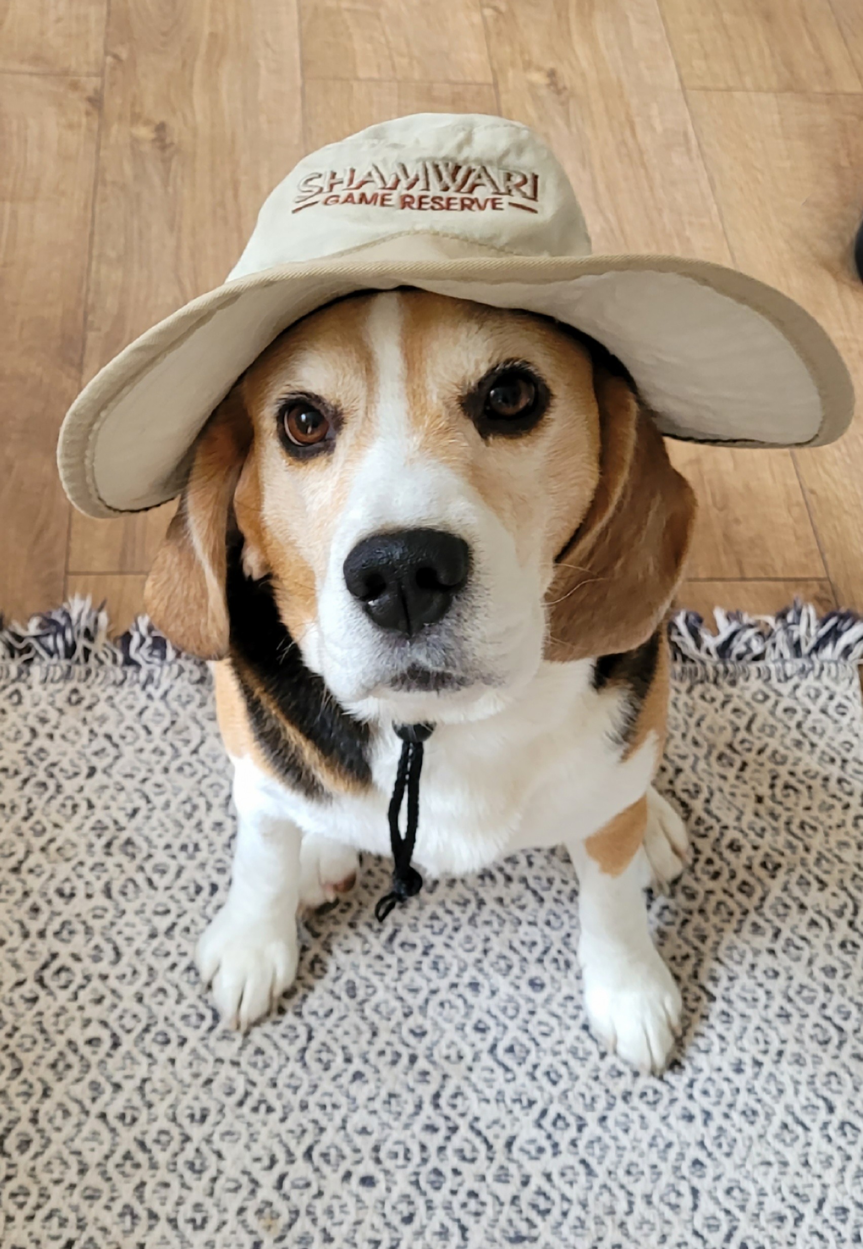 Help Cooper fight for his life campaign photo, 7 of 8