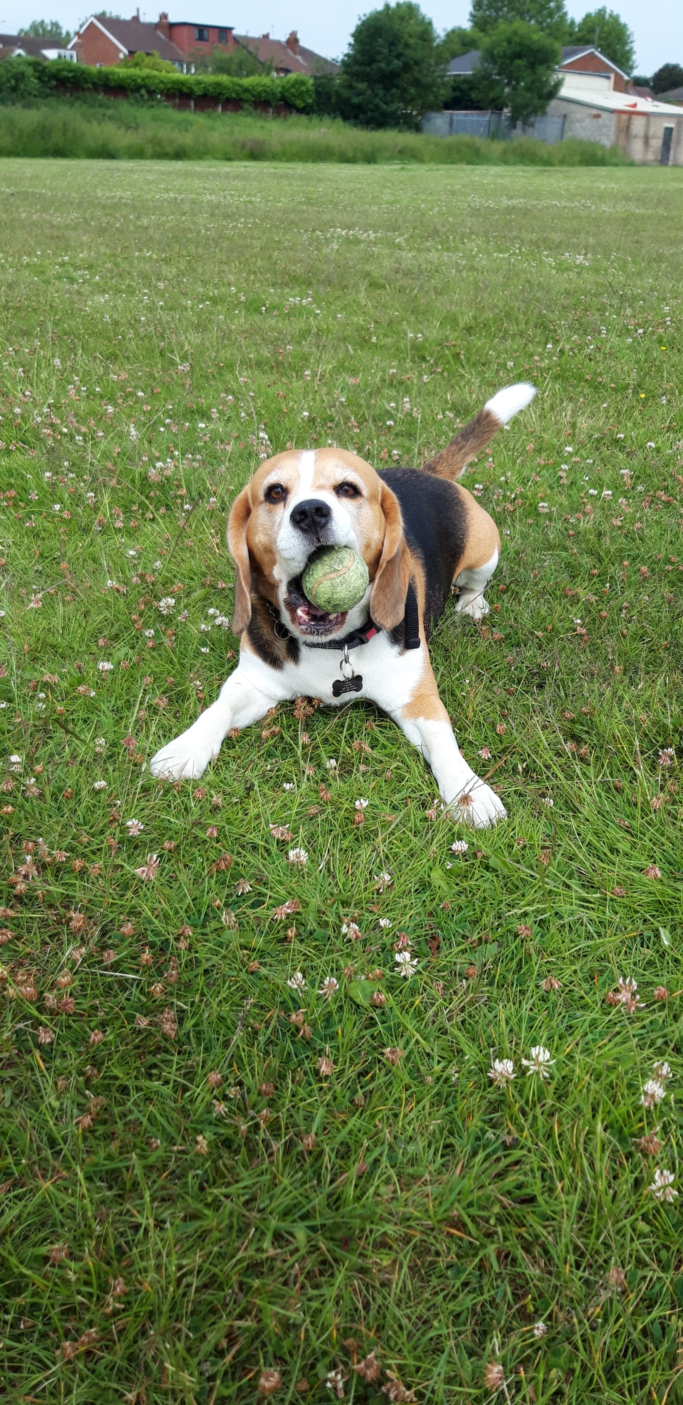 Help Cooper fight for his life campaign photo, 5 of 8