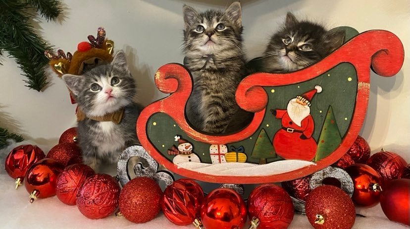 Support Furever Homes For Felines Today campaign photo, 2 of 4