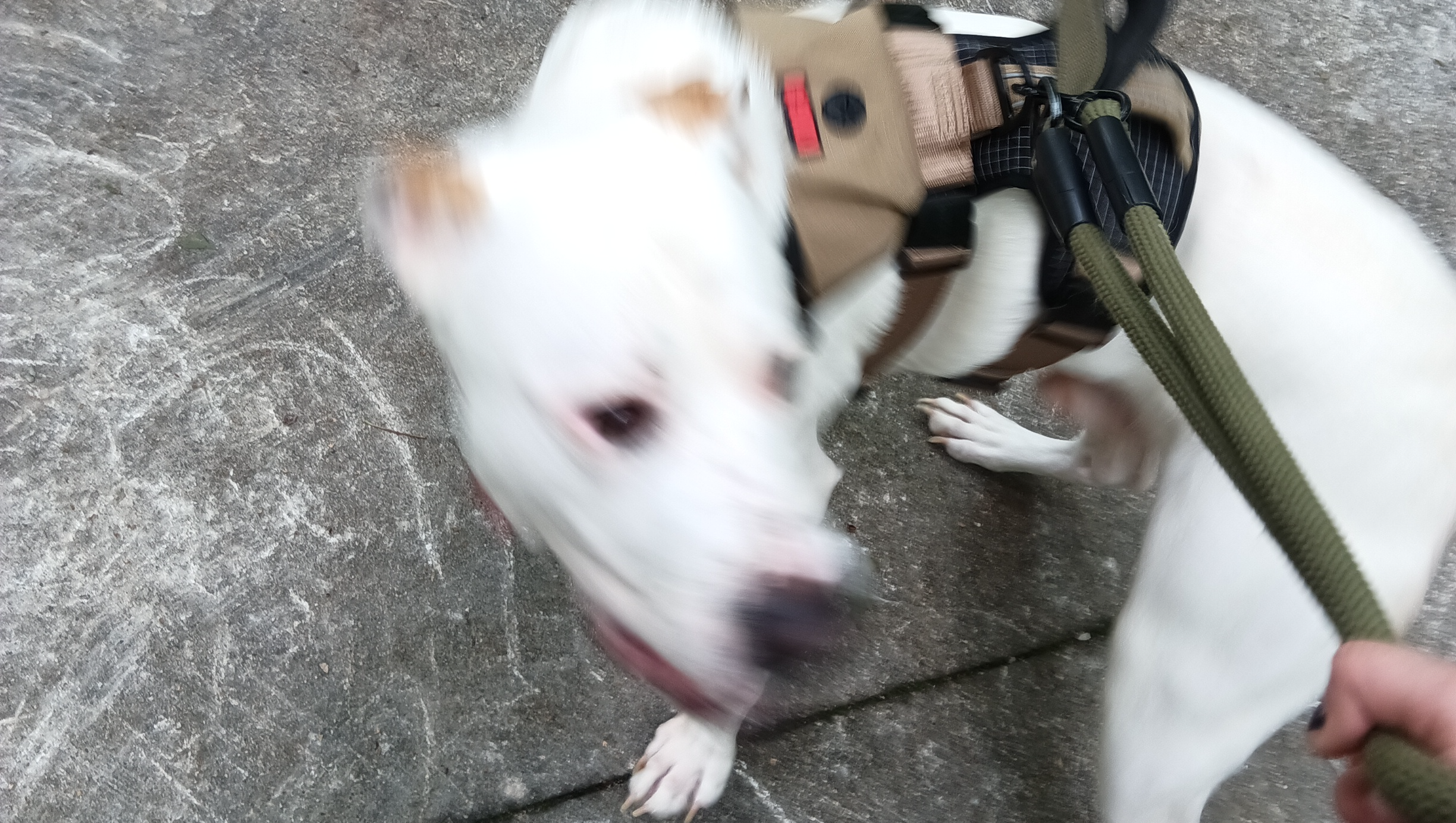 Support Spike's Journey to Better Health photo