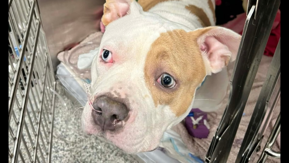 Help Piglet Get Her Lifesaving Surgeries photo