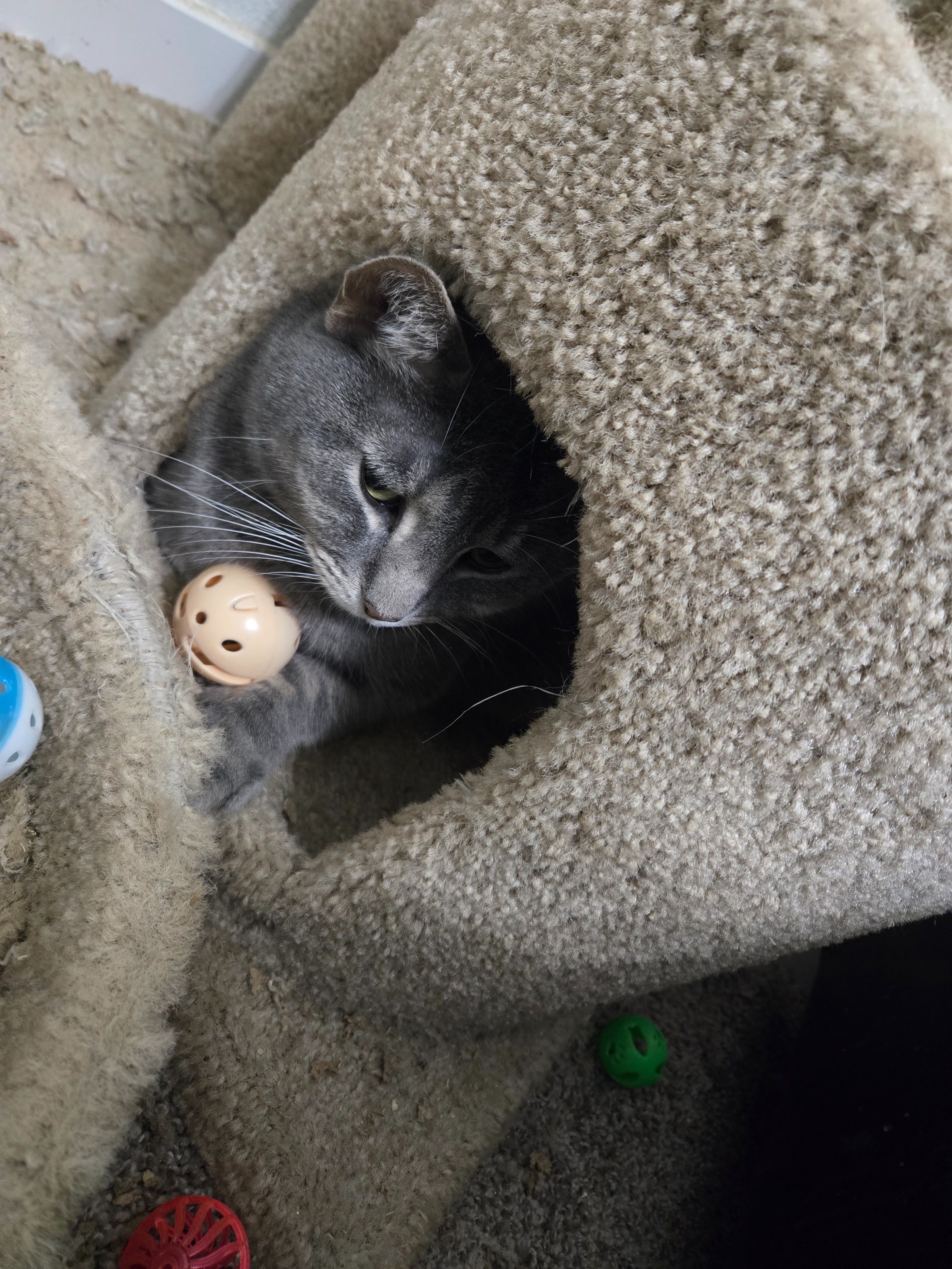 Help Sokka with Emergency Vet Bills campaign photo, 6 of 7