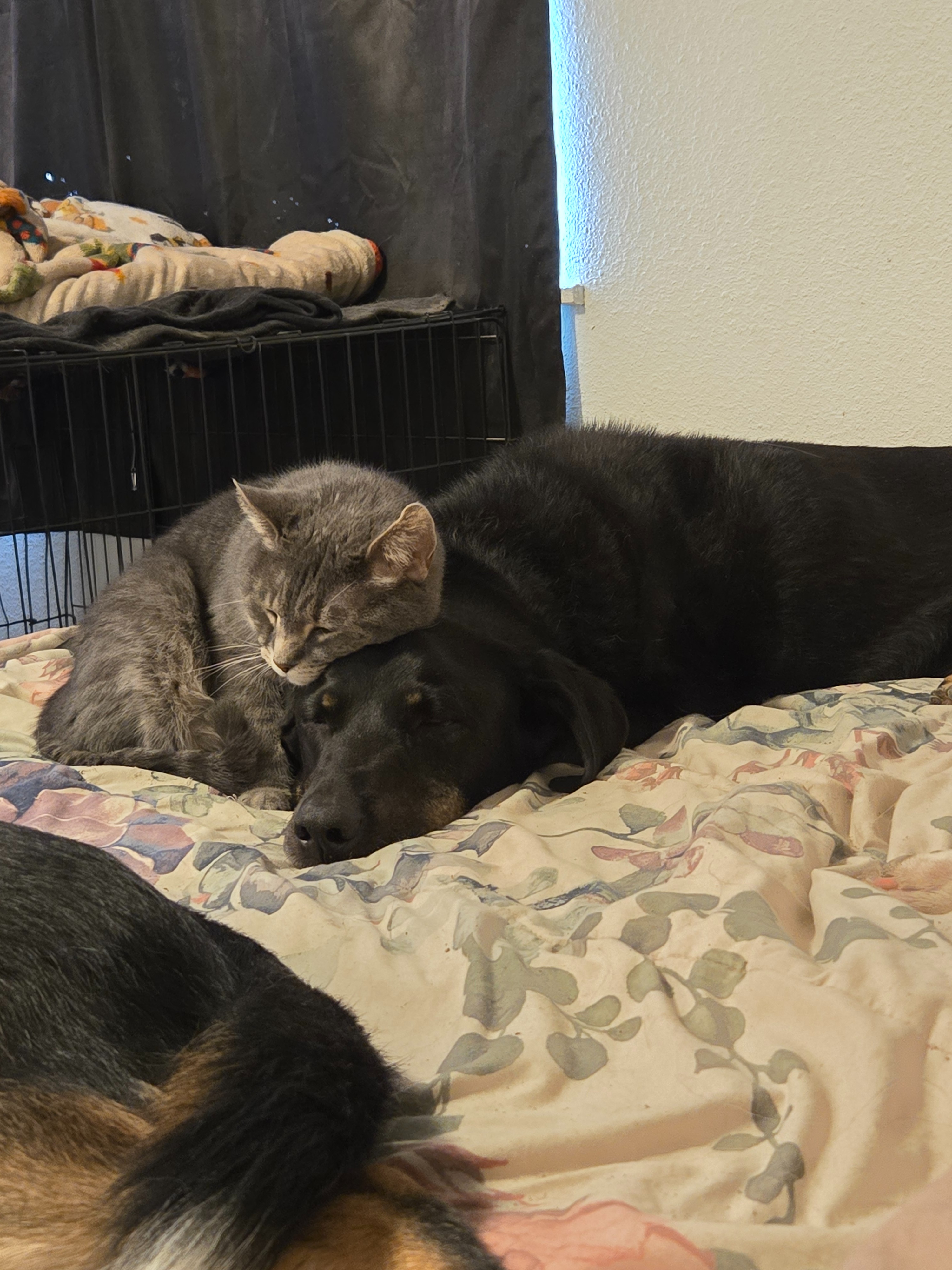 Help Sokka with Emergency Vet Bills campaign photo, 2 of 7