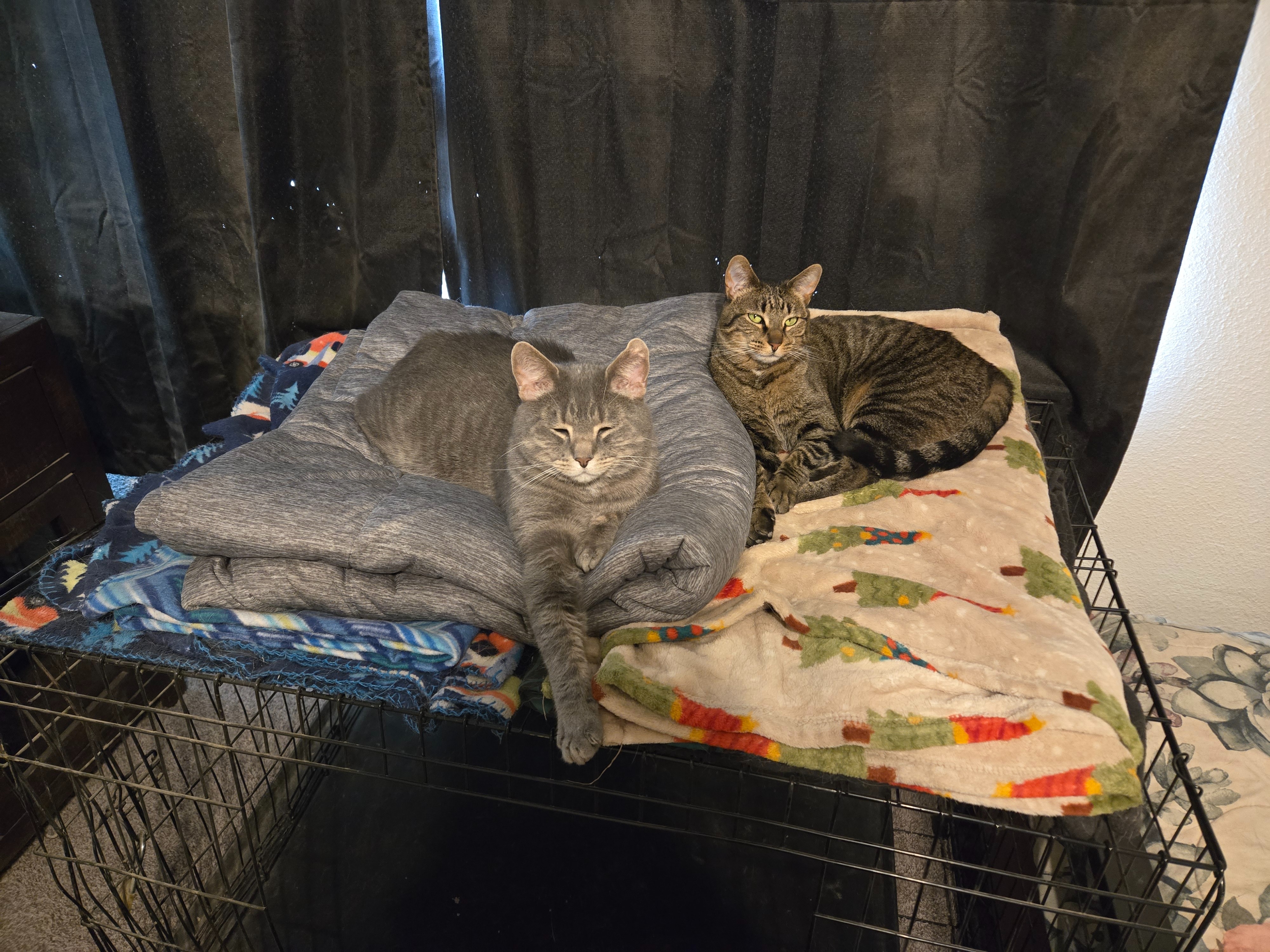 Help Sokka with Emergency Vet Bills campaign photo, 4 of 7