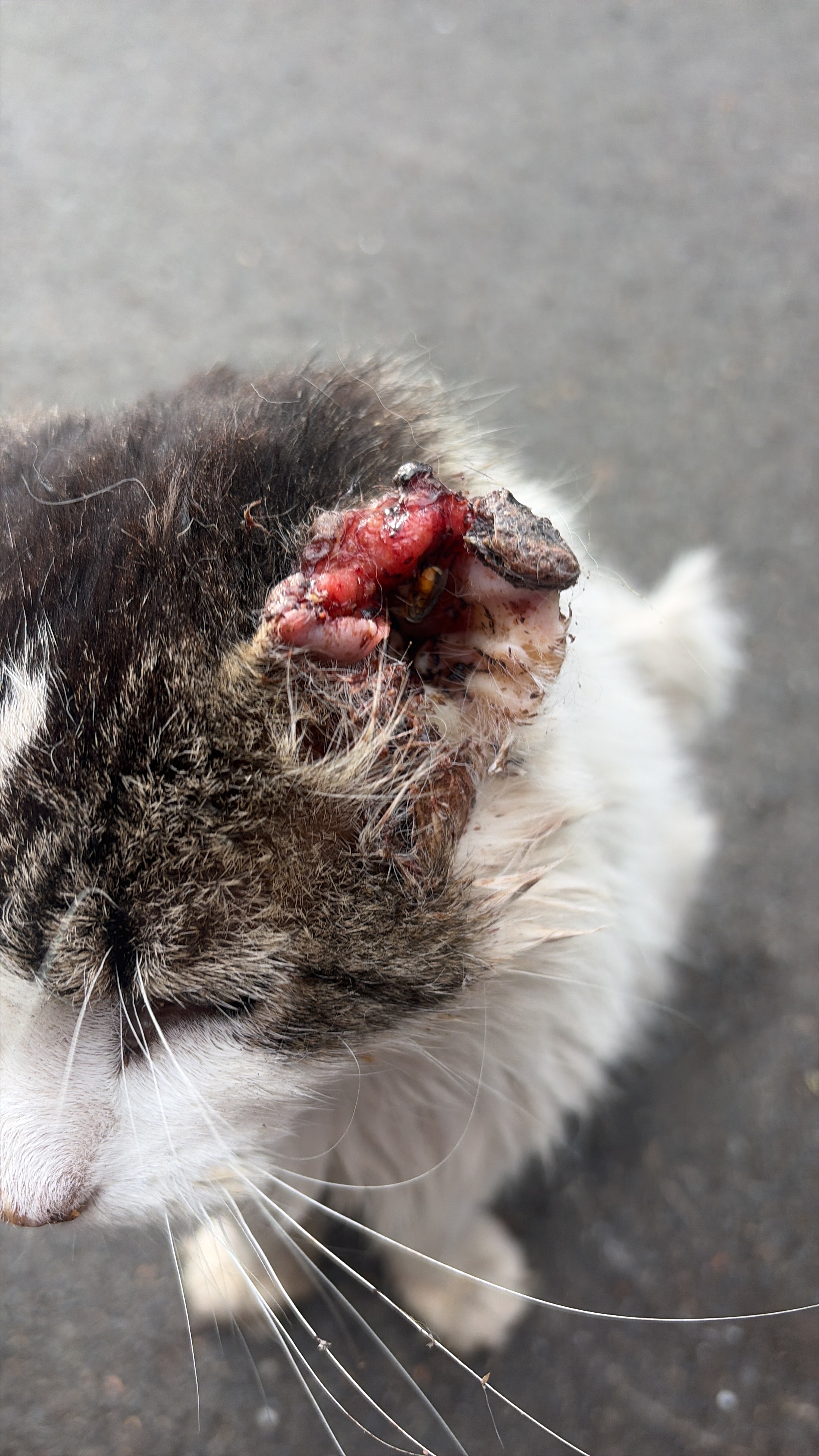 Help me save this sweet kitty campaign photo, 7 of 8