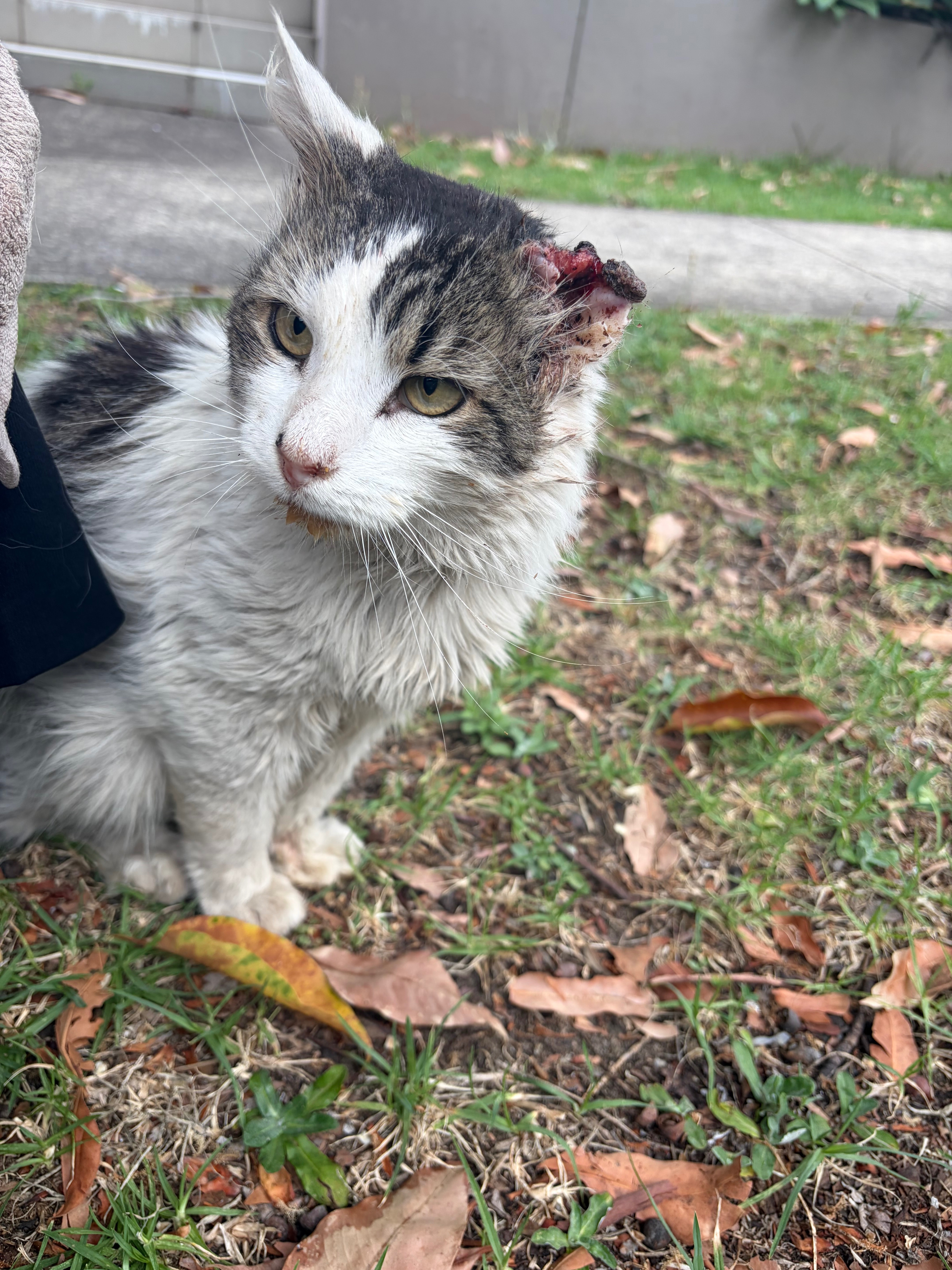Help me save this sweet kitty campaign photo, 4 of 8