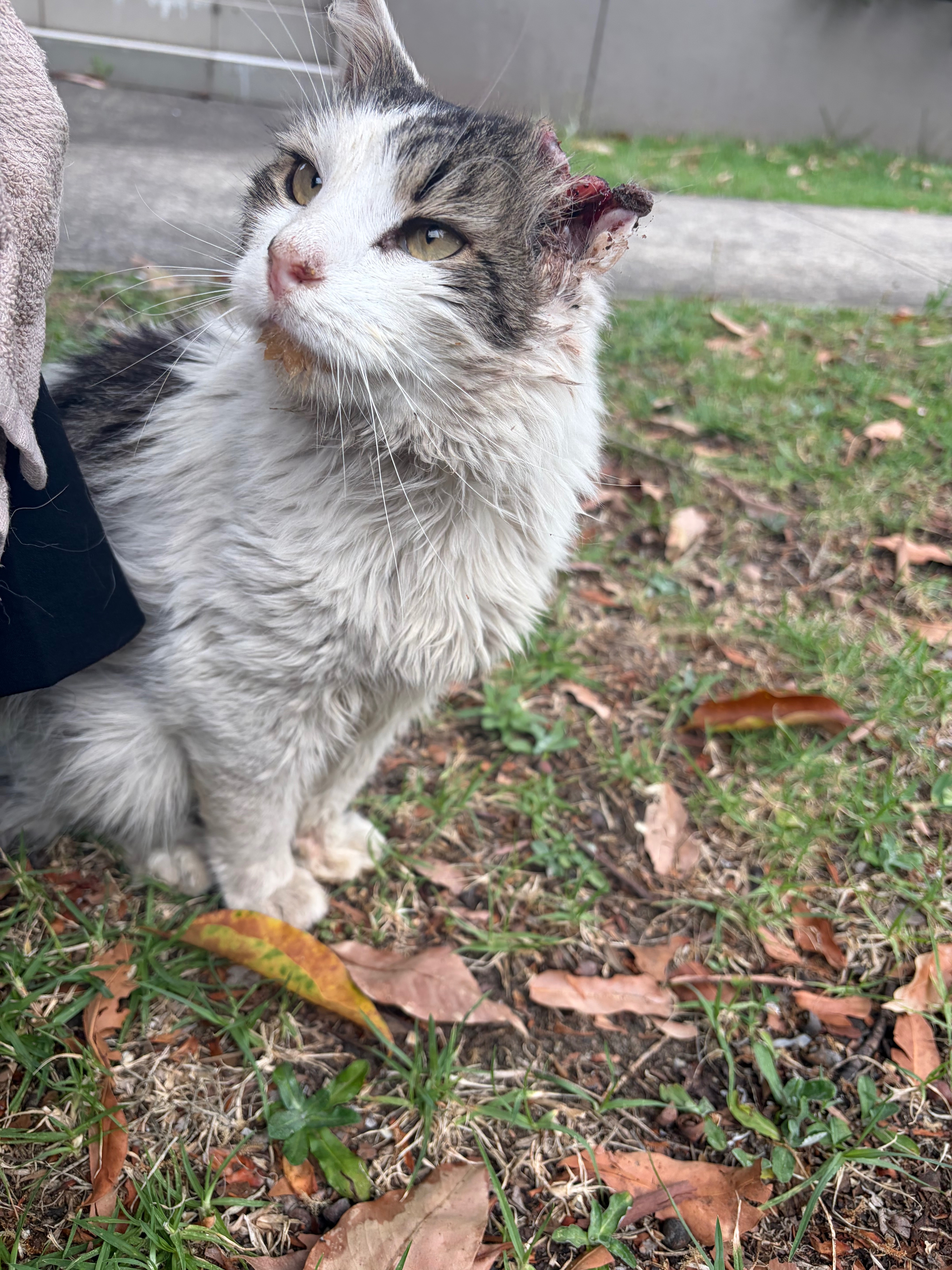 Help me save this sweet kitty campaign photo, 2 of 8