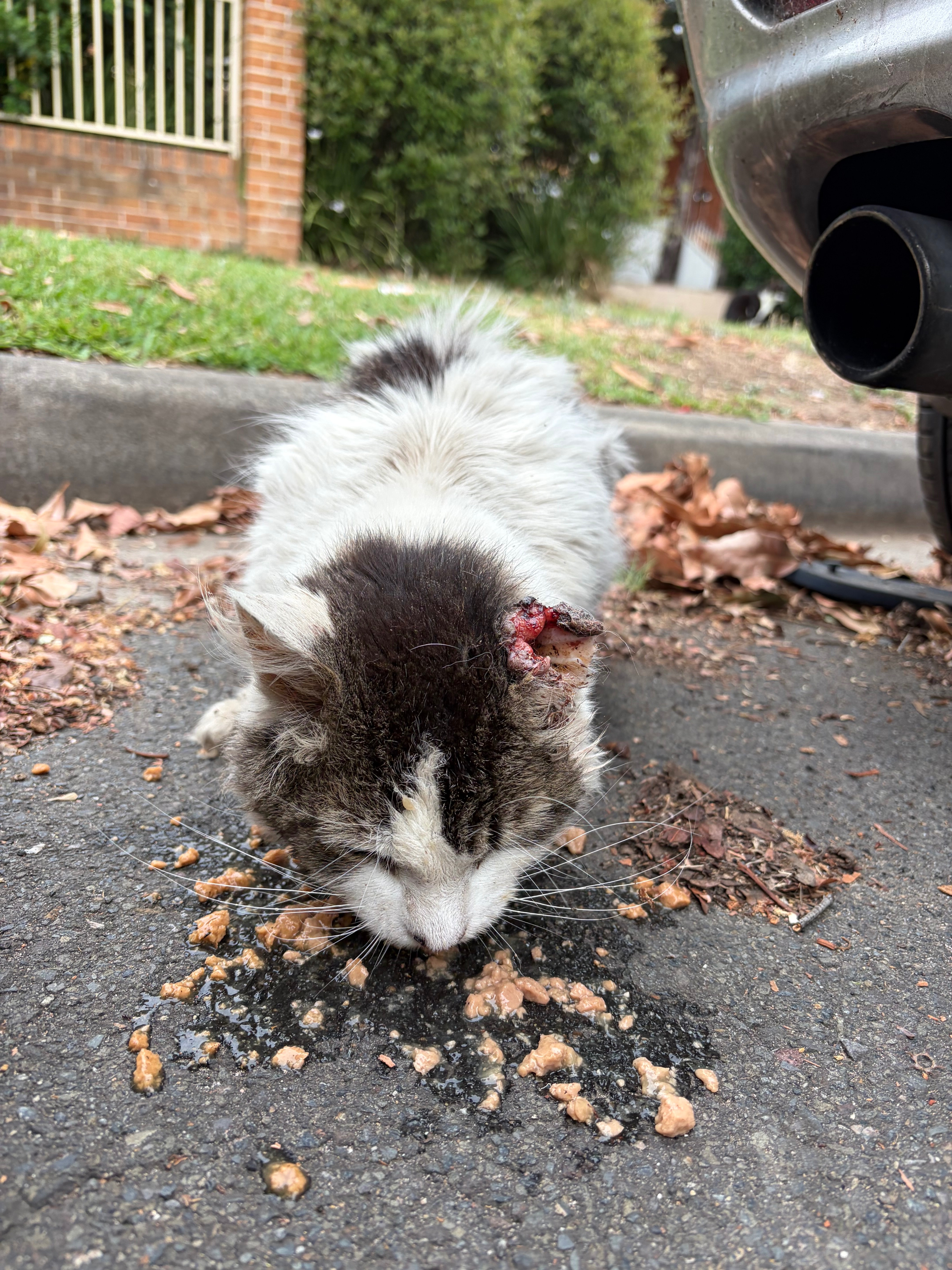Help me save this sweet kitty campaign photo, 6 of 8