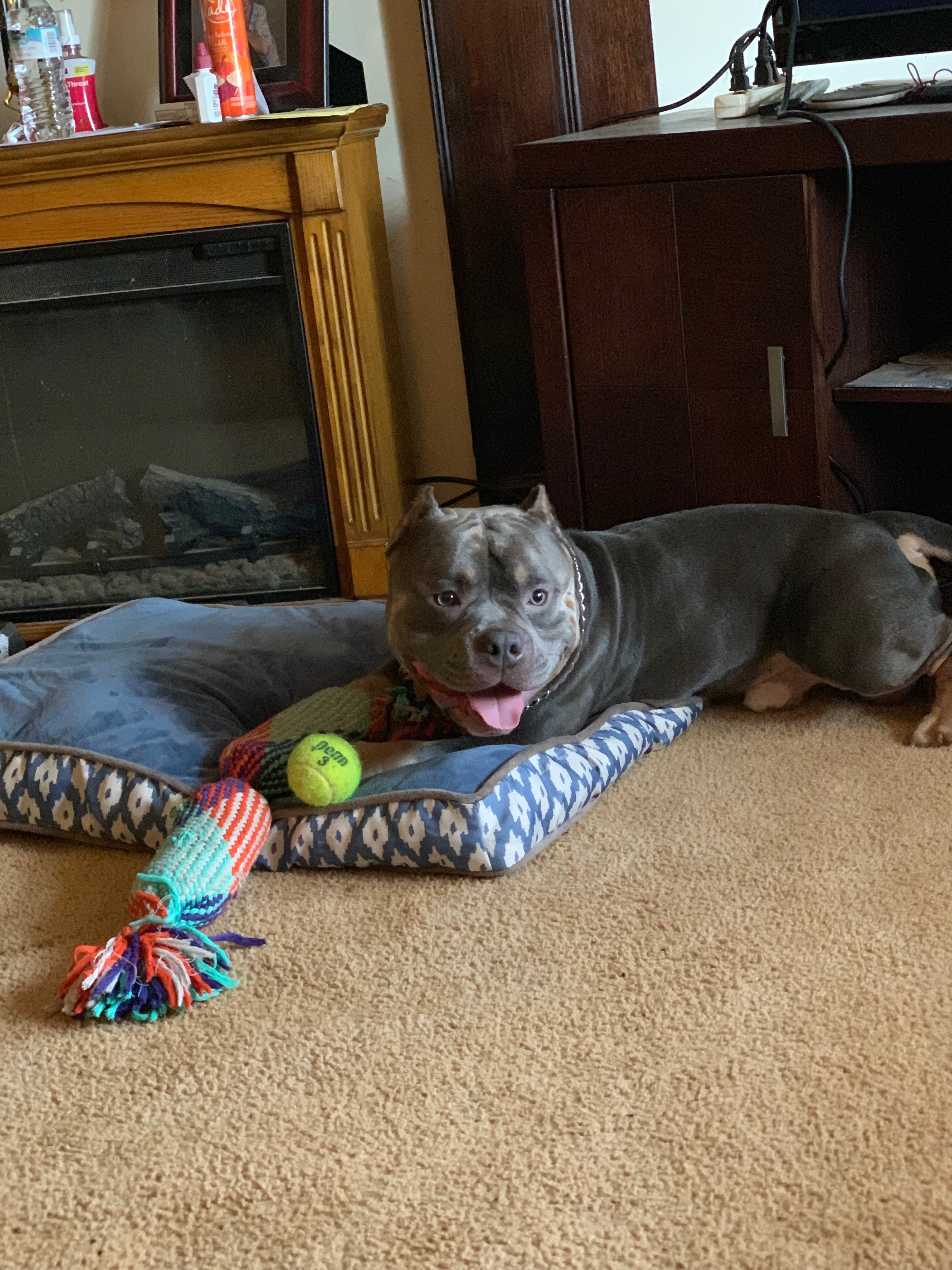 Cover medical bills for Conan’s eye and tumor removal campaign photo, 4 of 4