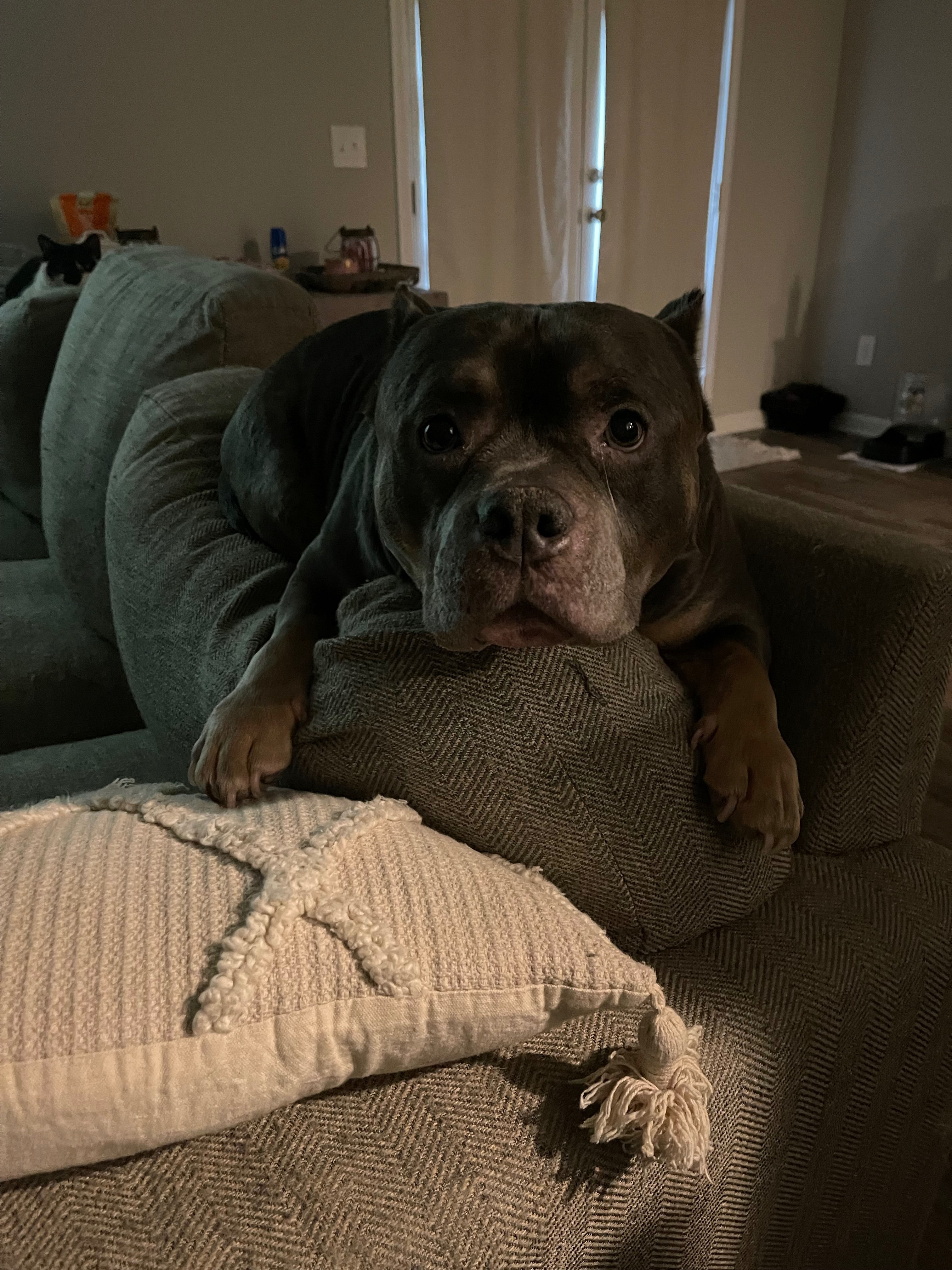Cover medical bills for Conan’s eye and tumor removal campaign photo, 2 of 4