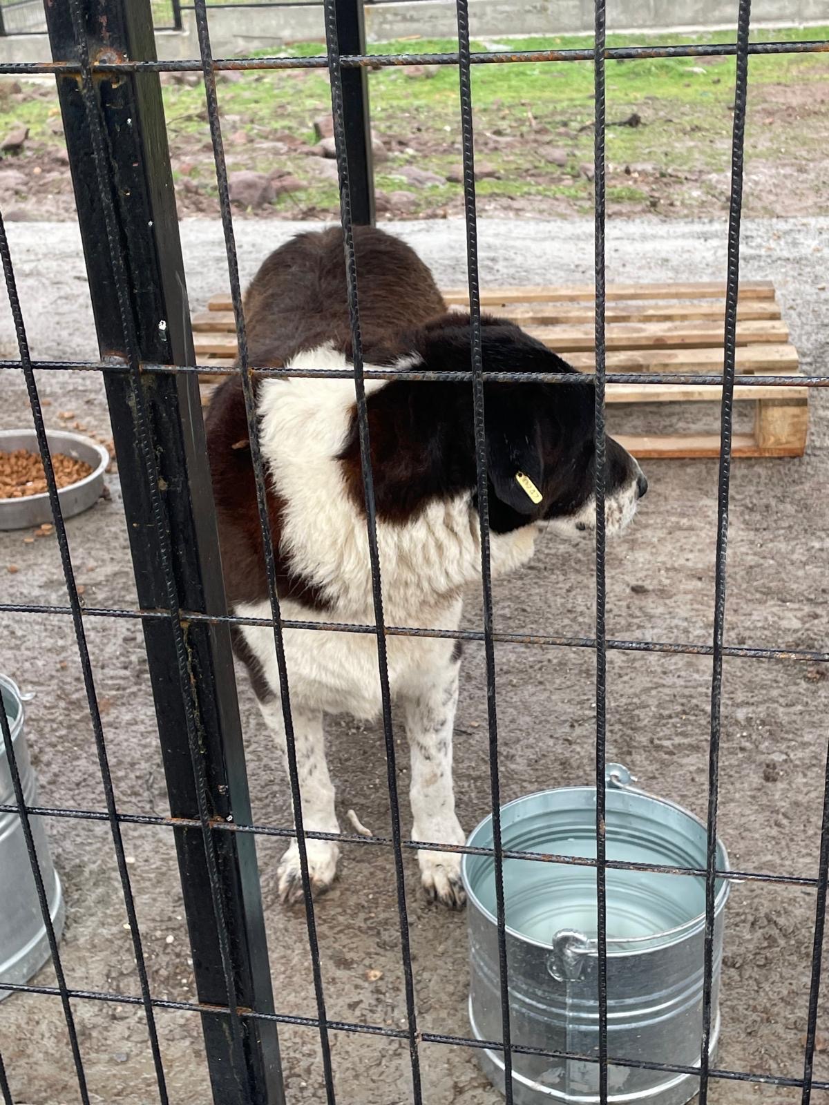 Help Emel Save Her 30 stray dogs campaign photo, 6 of 7