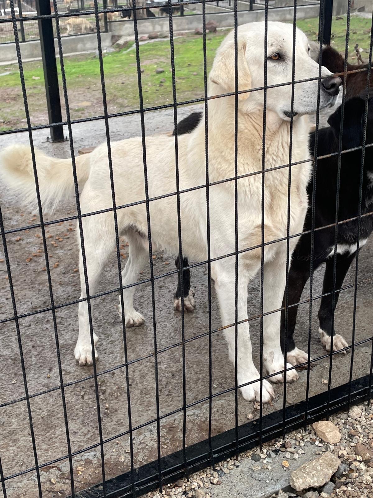 Help Emel Save Her 30 stray dogs campaign photo, 5 of 7