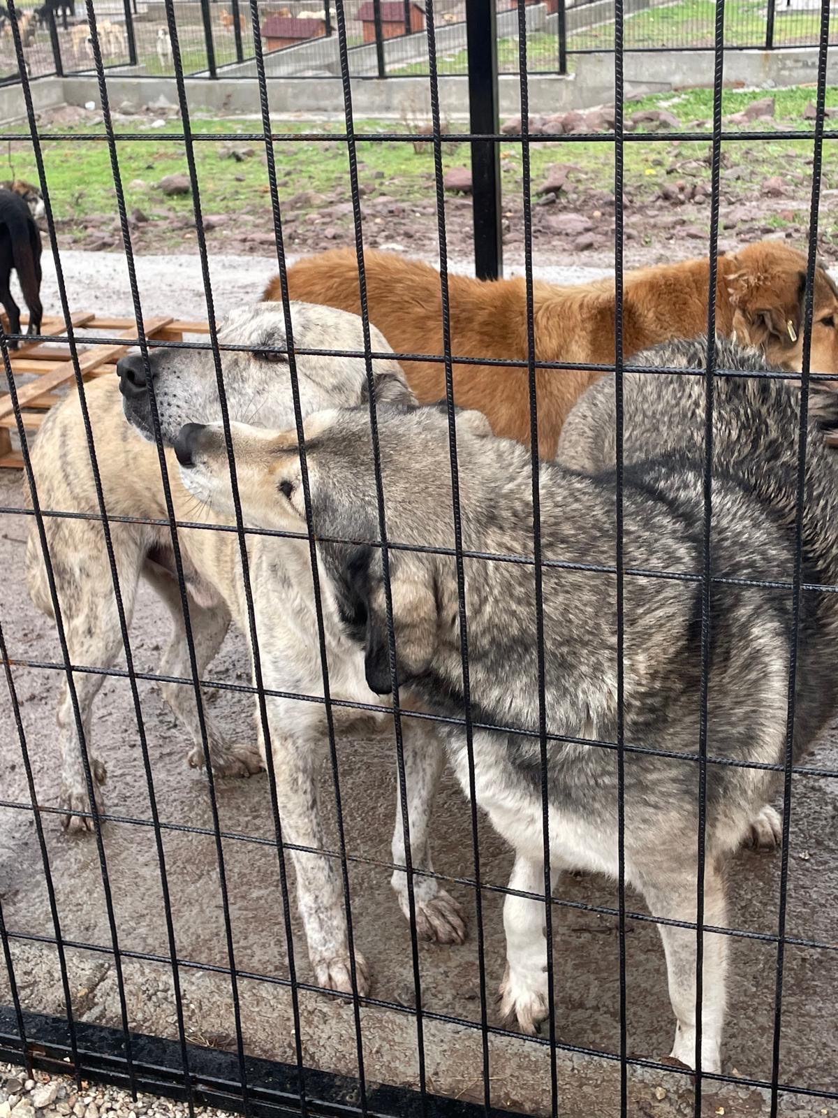 Help Emel Save Her 30 stray dogs campaign photo, 4 of 7