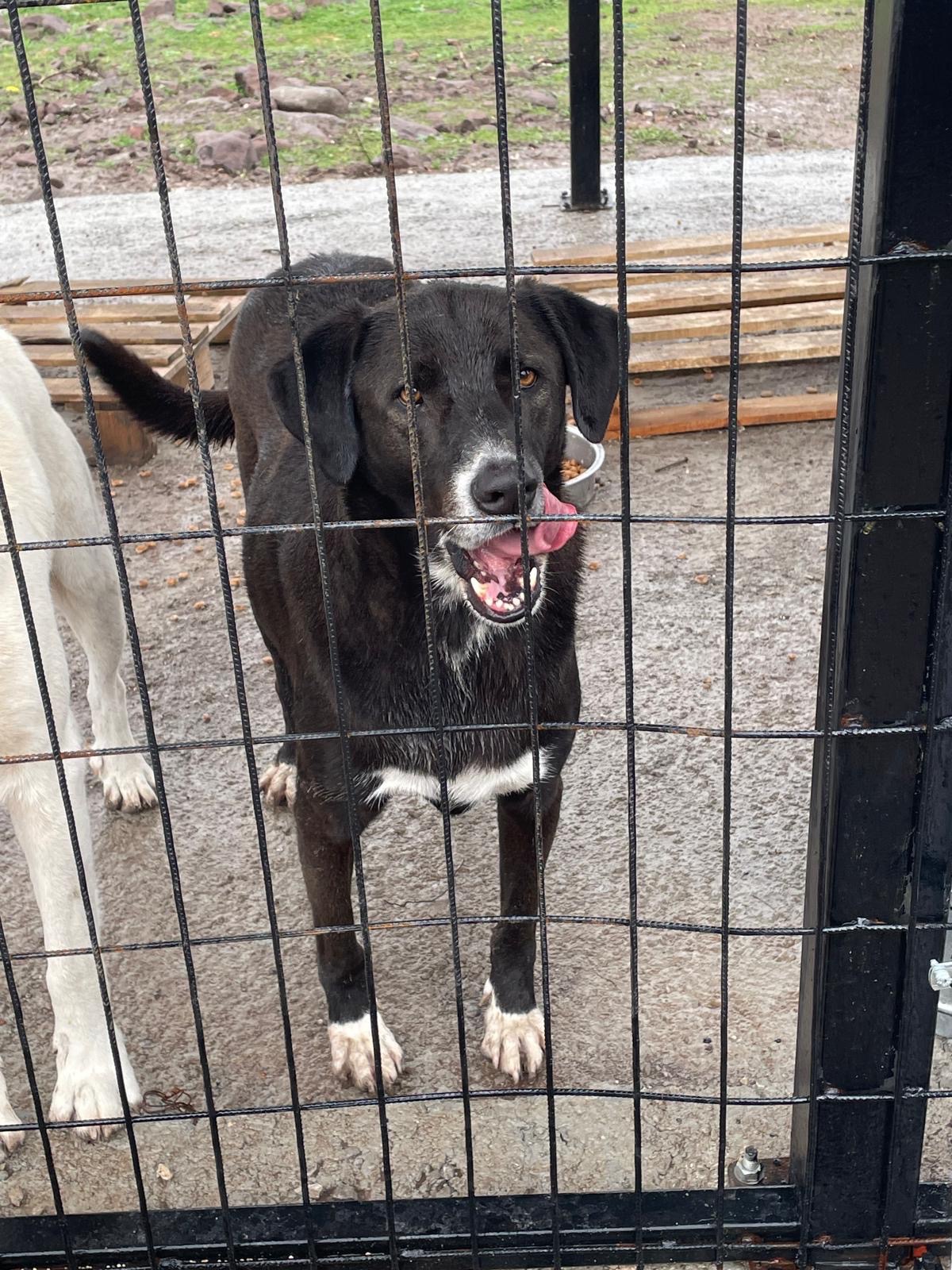 Help Emel Save Her 30 stray dogs campaign photo, 2 of 7
