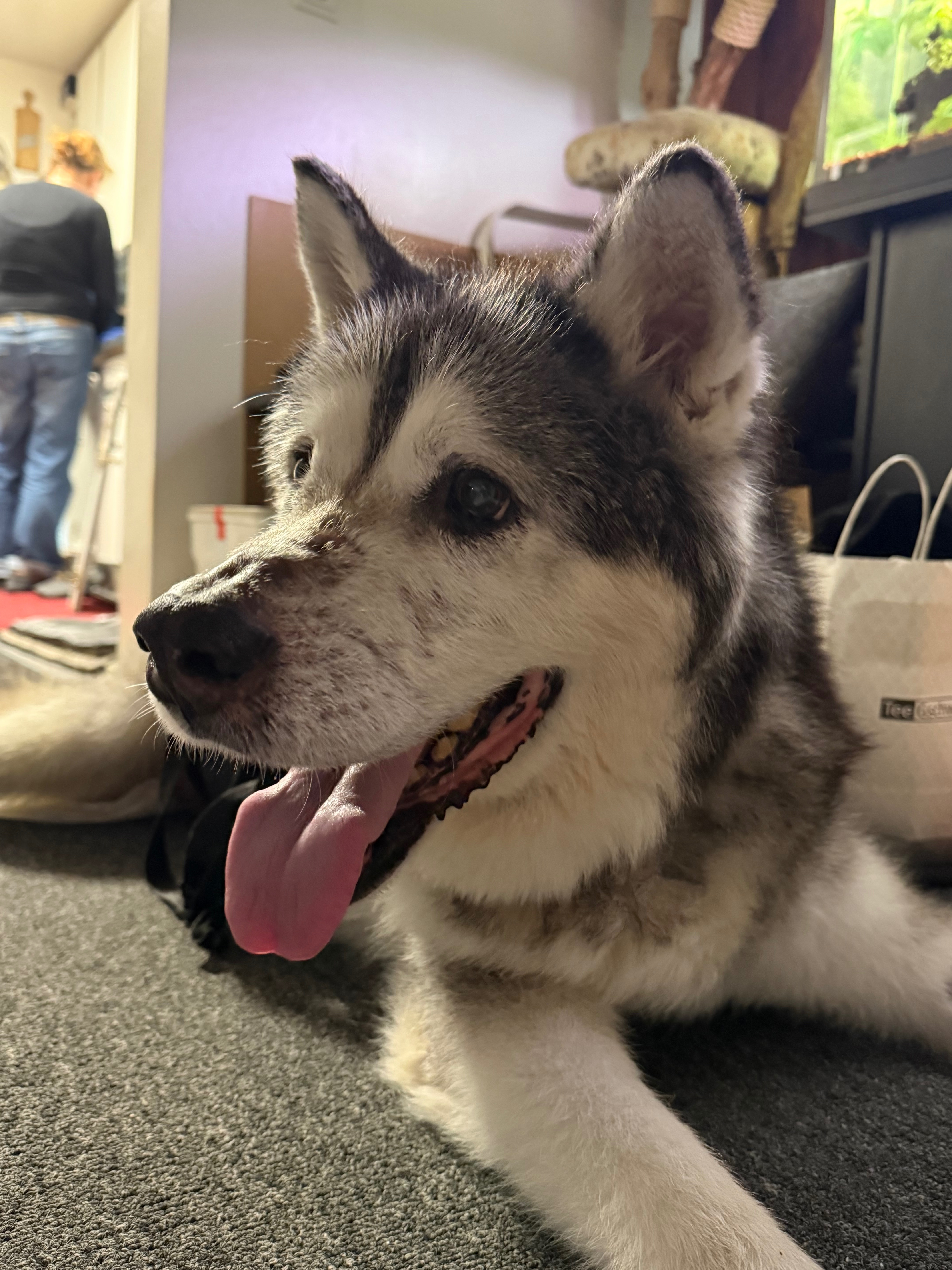 Help me bring my best friend home campaign photo, 7 of 8