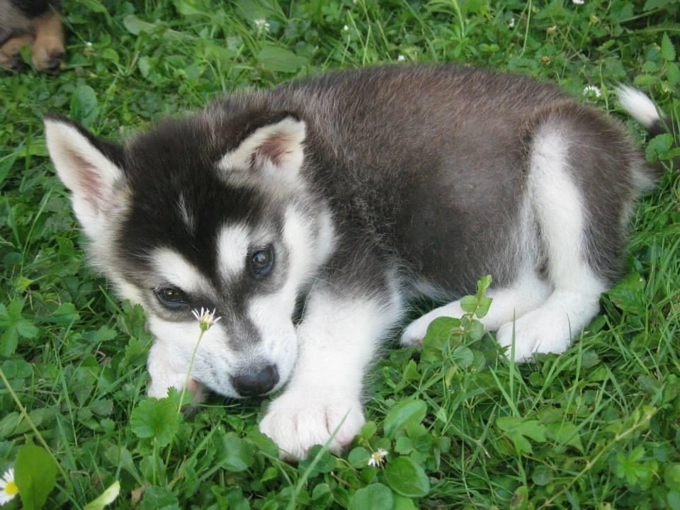 Help me bring my best friend home campaign photo, 2 of 8
