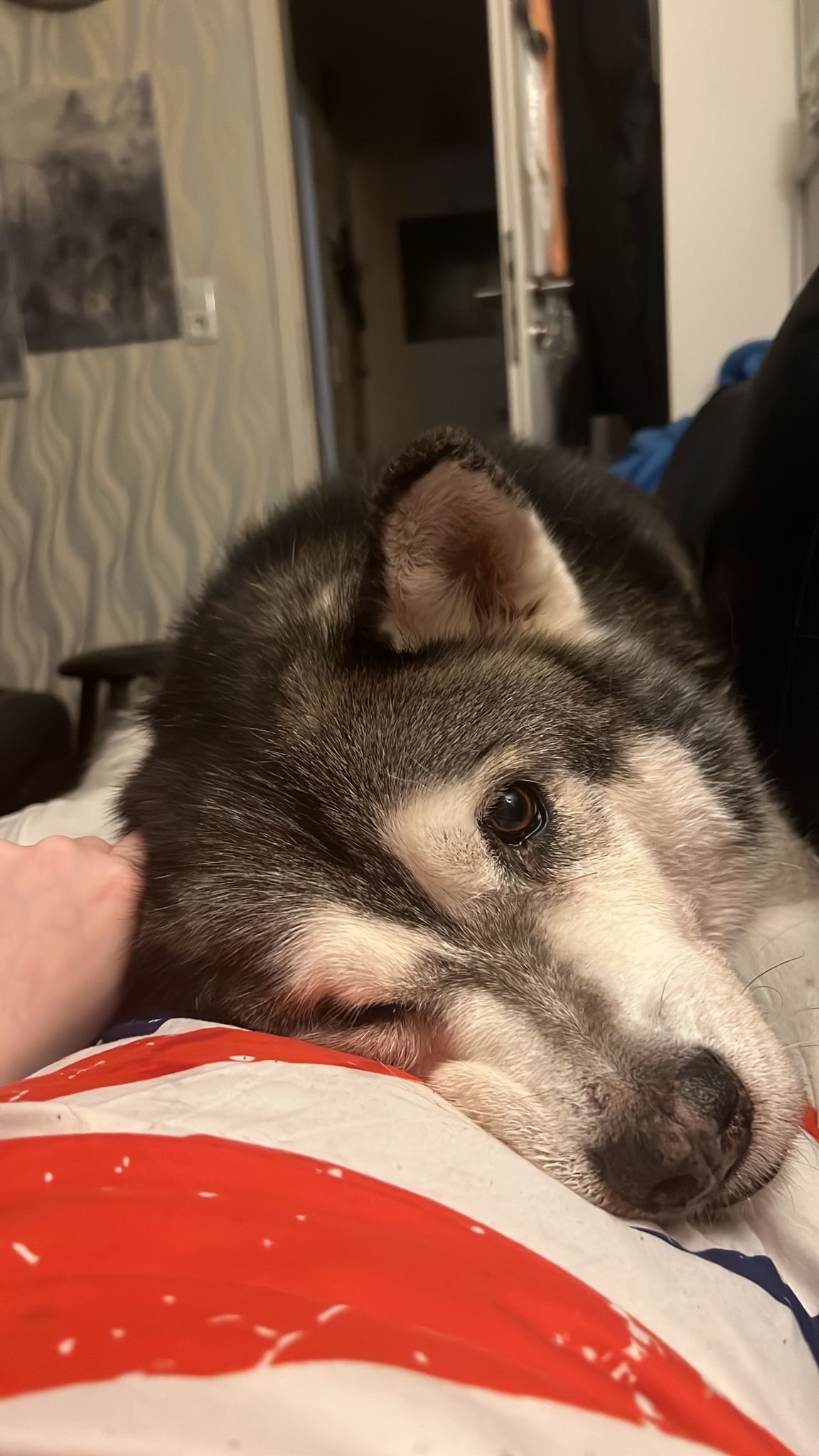 Help me bring my best friend home campaign photo, 4 of 8