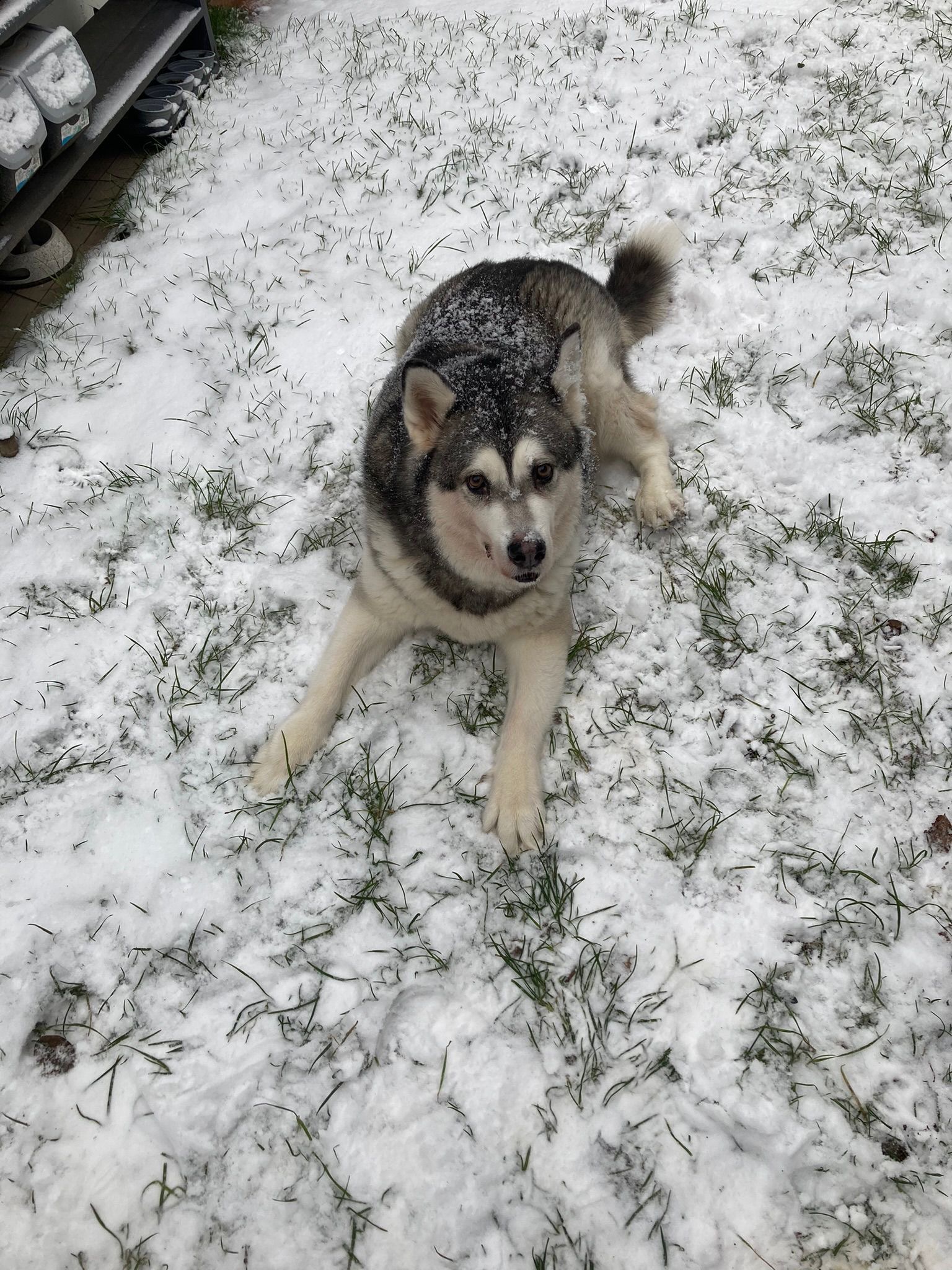 Help me bring my best friend home campaign photo, 5 of 8
