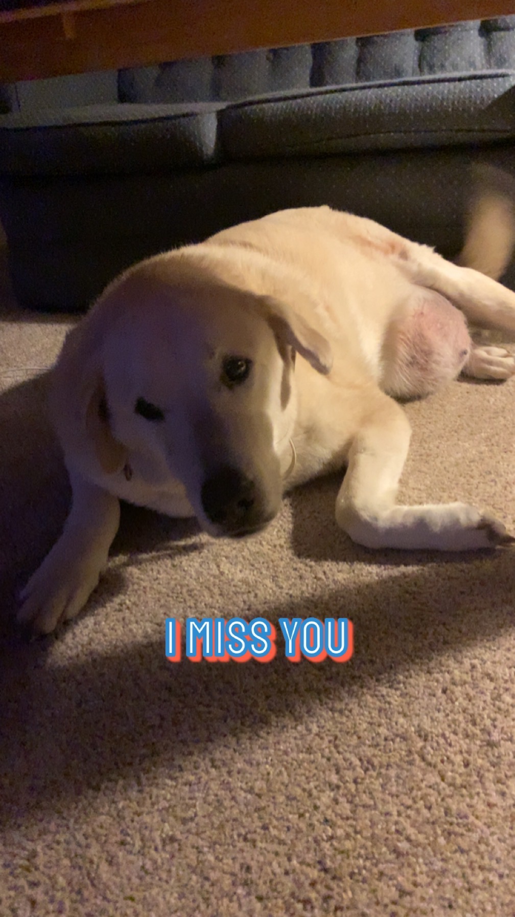Help Duke Run Free: Surgery Fund campaign photo, 5 of 6
