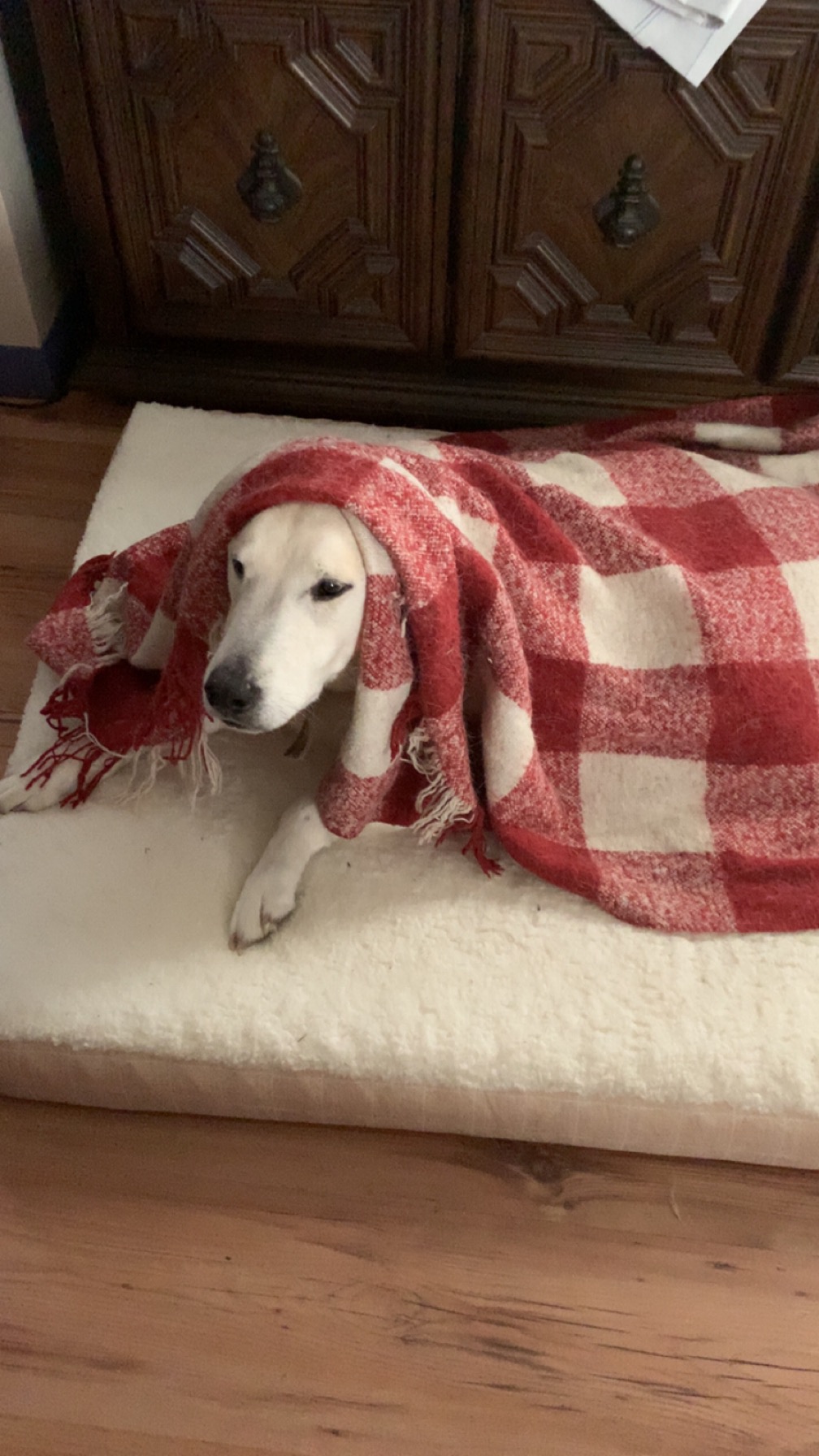 Help Duke Run Free: Surgery Fund campaign photo, 2 of 6