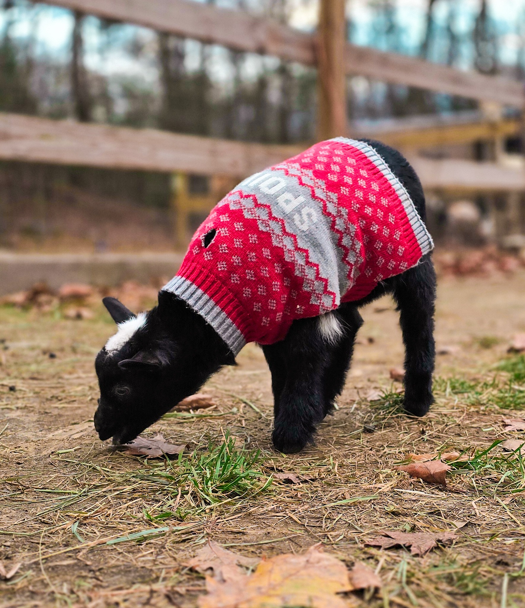 Help Bracken Hill Farm's Animals Thrive campaign photo, 7 of 8