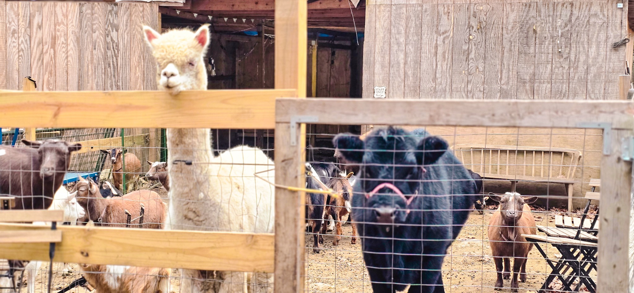Help Bracken Hill Farm's Animals Thrive campaign photo, 2 of 8