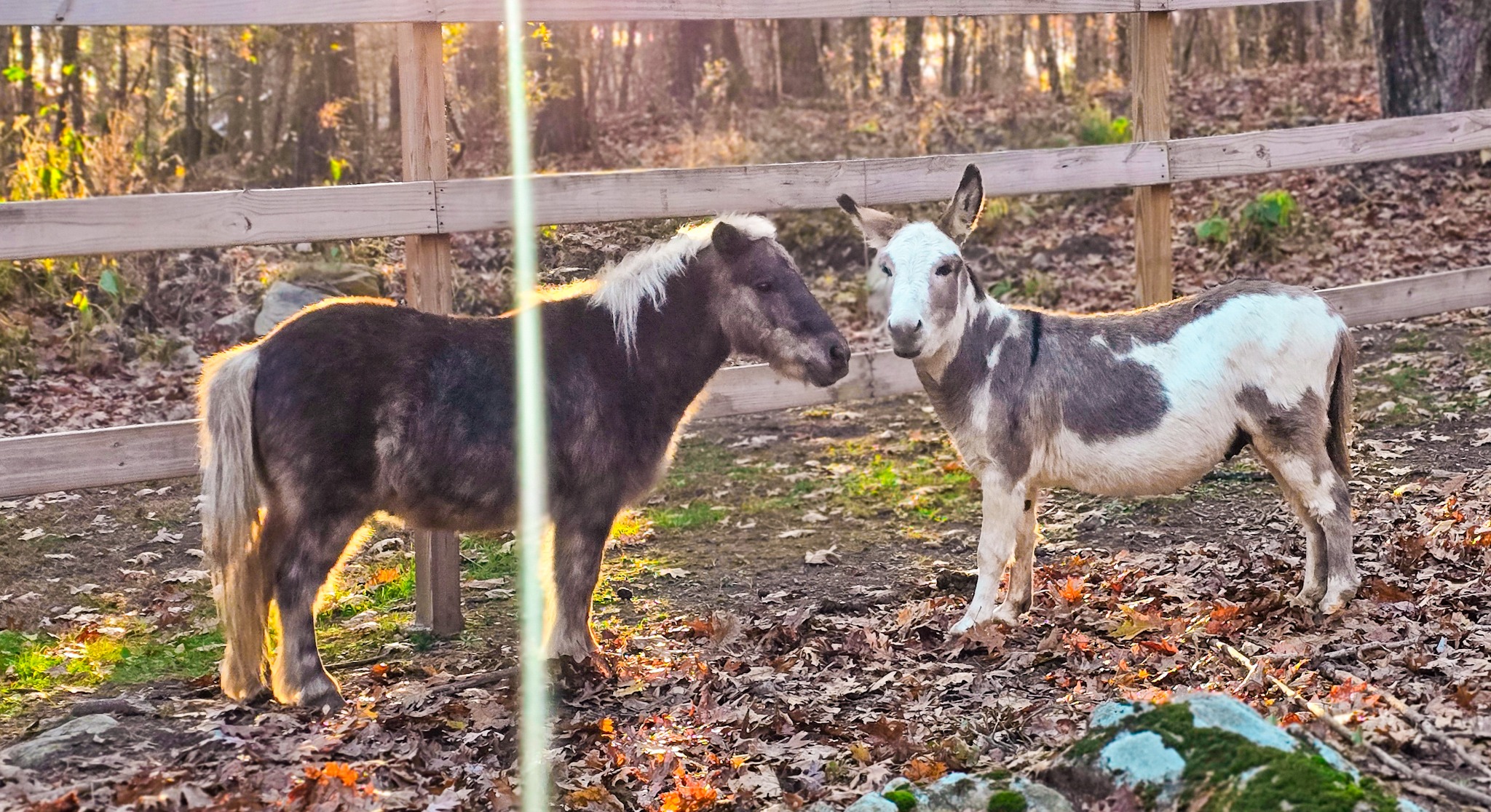 Help Bracken Hill Farm's Animals Thrive campaign photo, 4 of 8