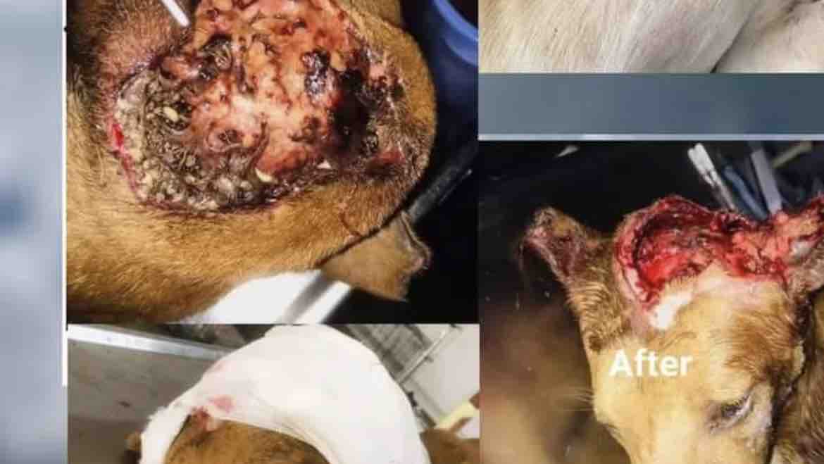 Support This Little Fighter’s Recovery photo