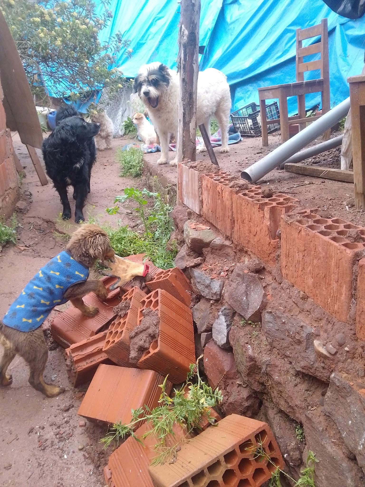 Support Inka Dog Shelter's Urgent Rebuild campaign photo, 4 of 7