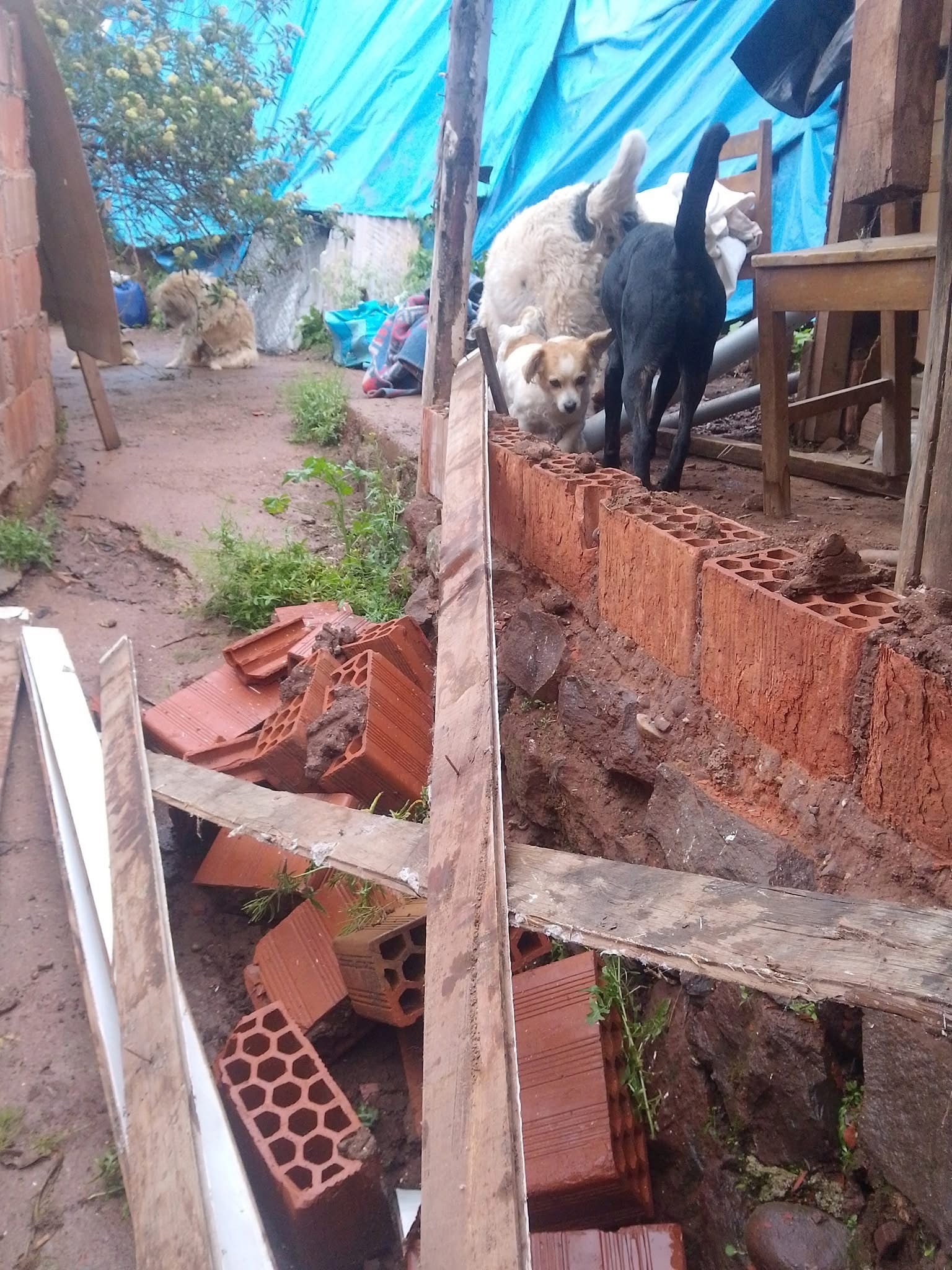 Support Inka Dog Shelter's Urgent Rebuild campaign photo, 5 of 7