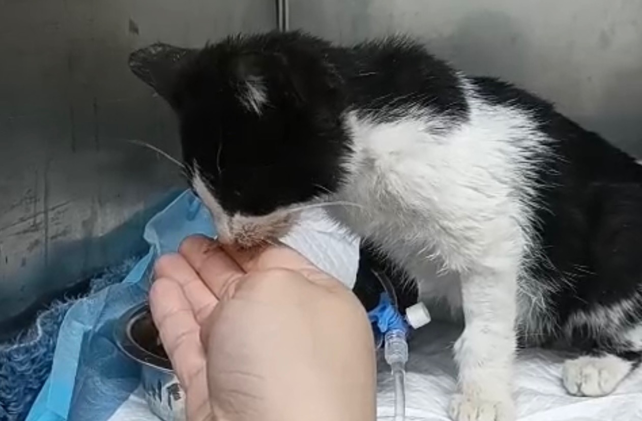 Please help 6-week old Lilli survive Panleukopenia campaign photo, 7 of 8