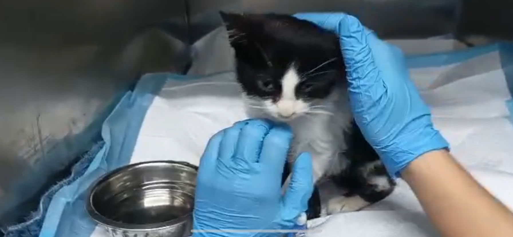 Please help 6-week old Lilli survive Panleukopenia campaign photo, 4 of 8