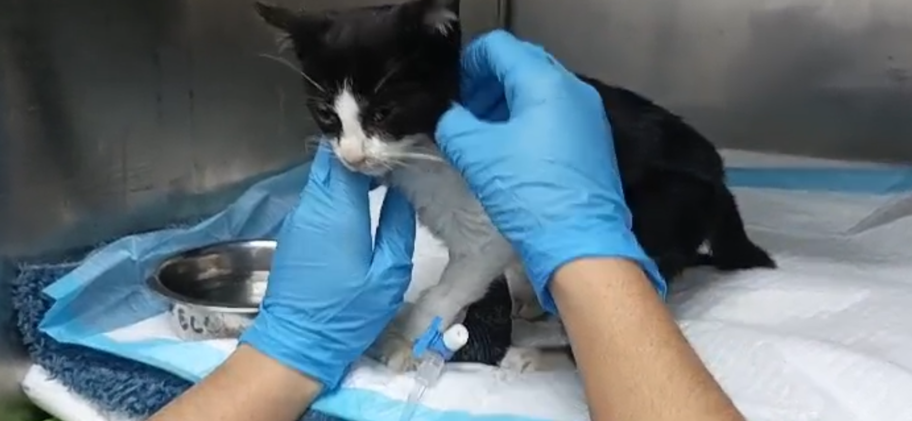 Please help 6-week old Lilli survive Panleukopenia campaign photo, 2 of 8