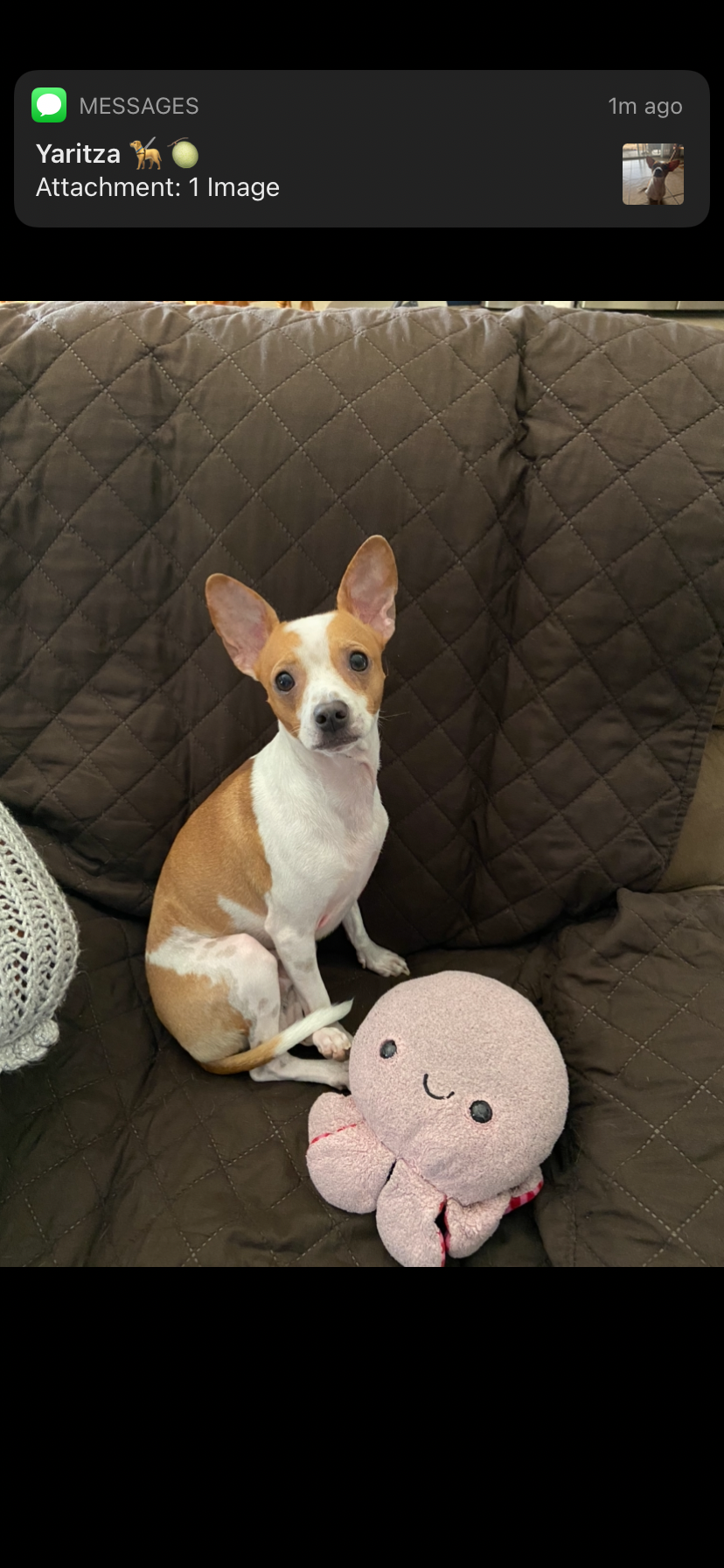 Help Puppers Heal After Accident campaign photo, 4 of 5