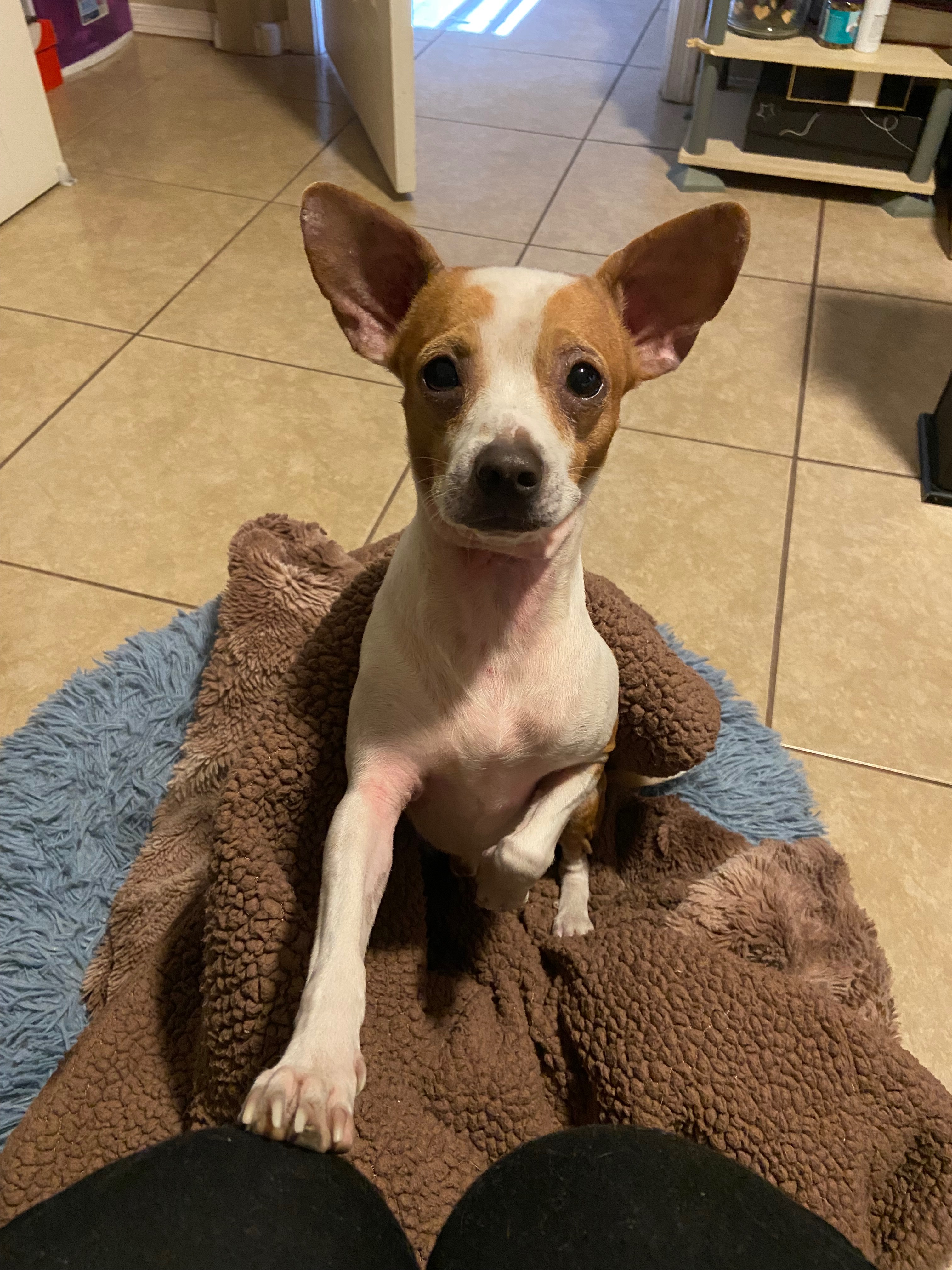 Help Puppers Heal After Accident campaign photo, 2 of 5