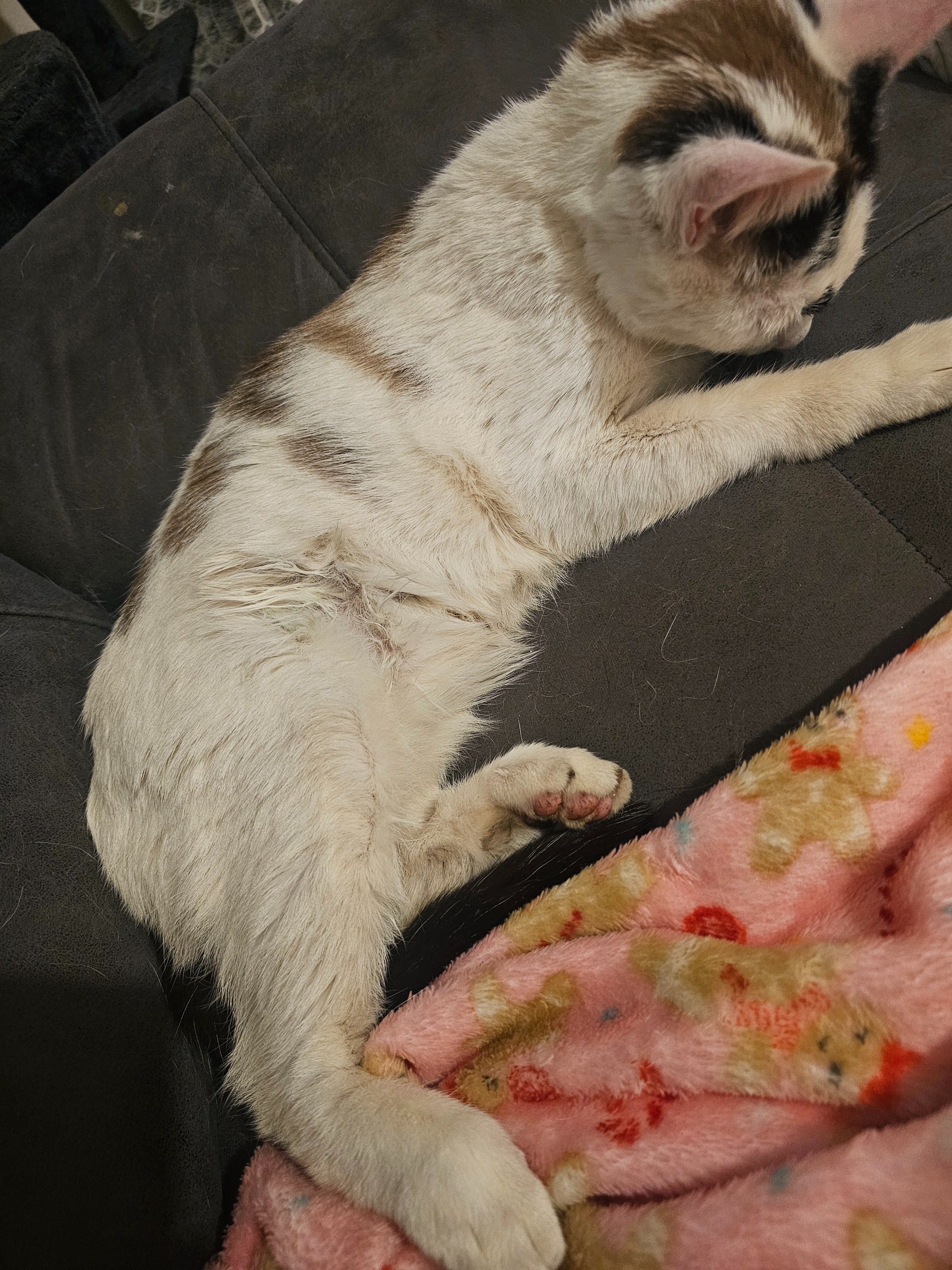 Bailey needs help to pay for his broken leg campaign photo, 2 of 7
