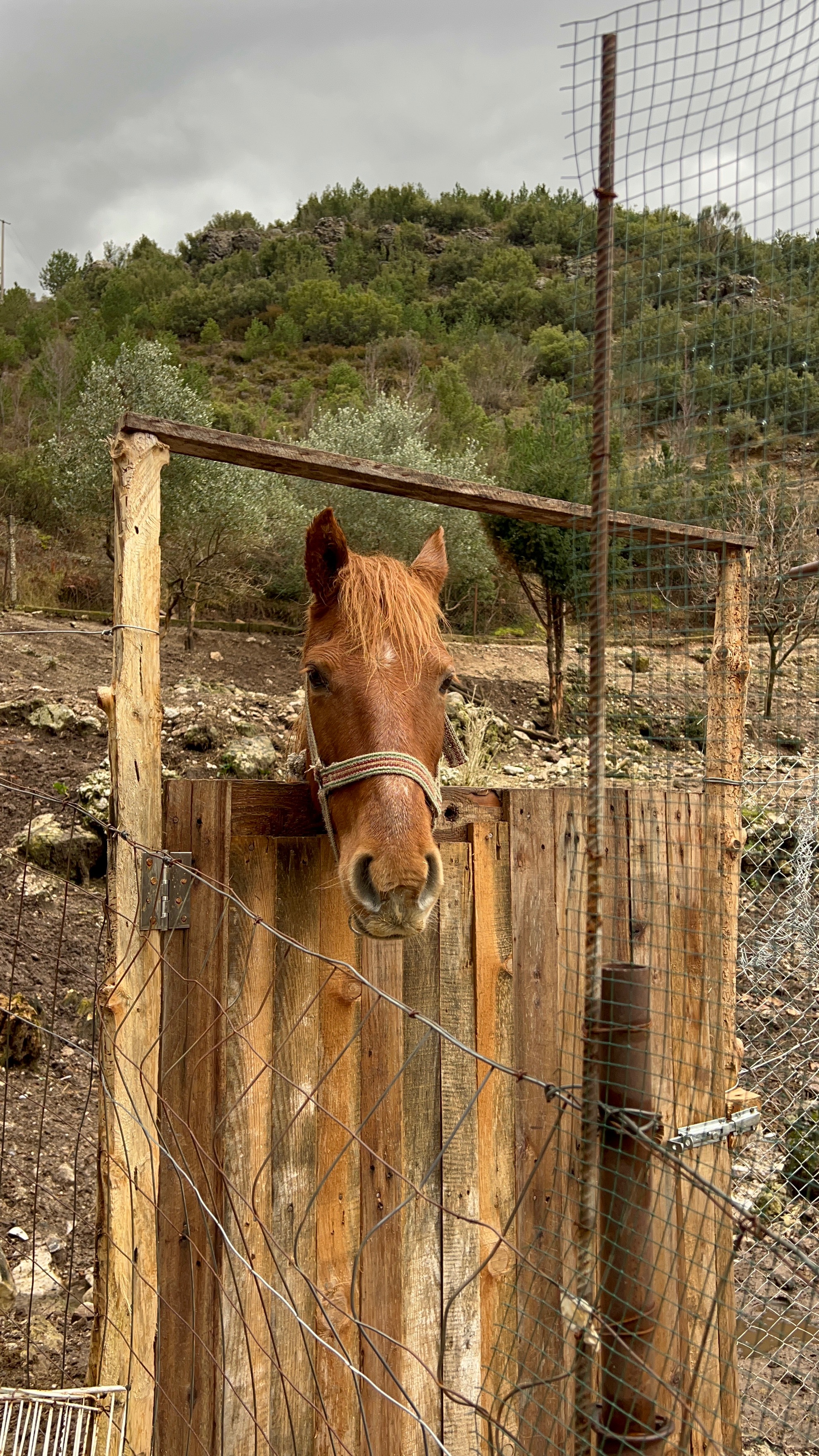 Aiutiamo i rifugi 4Zampe Rescue Albania e randagi in Albania campaign photo, 7 of 7