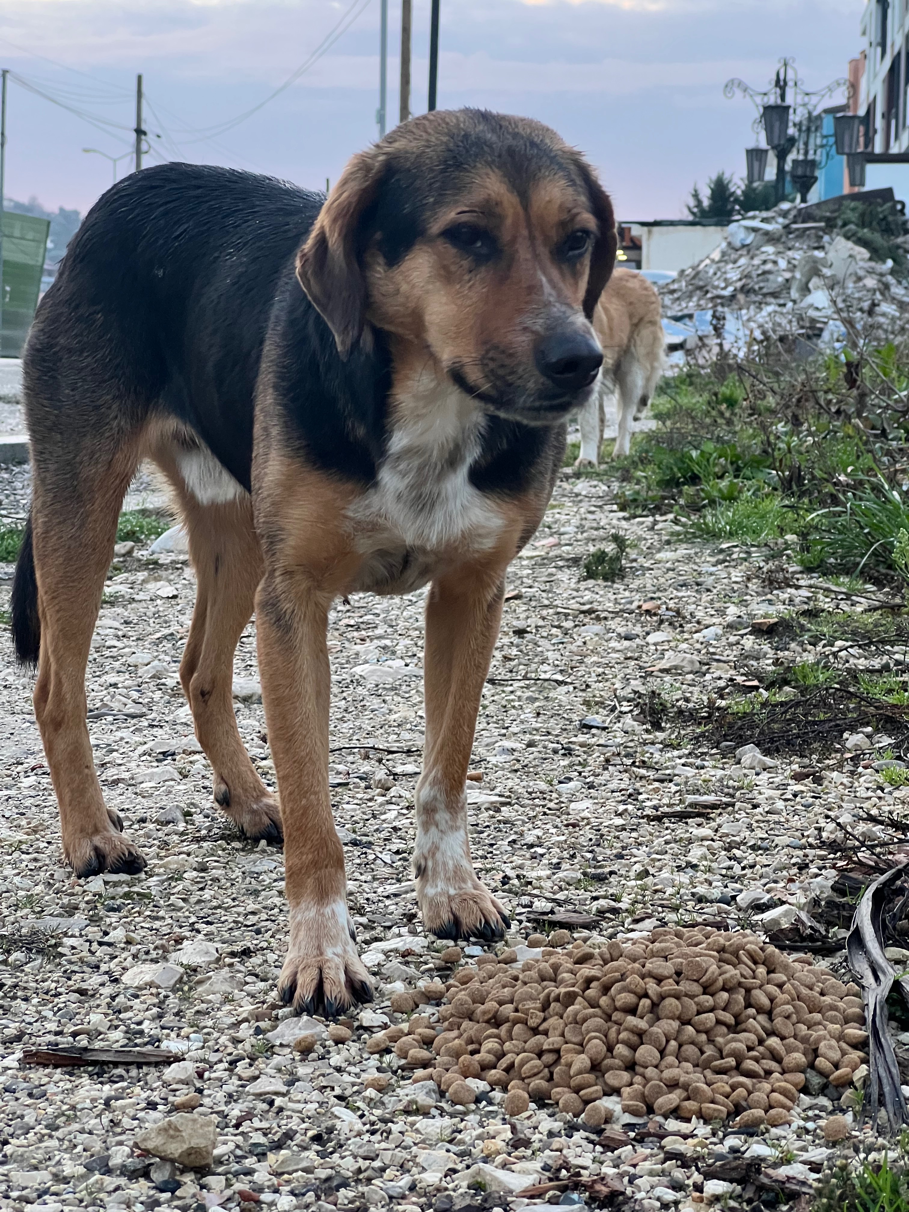 Aiutiamo i rifugi 4Zampe Rescue Albania e randagi in Albania campaign photo, 2 of 7