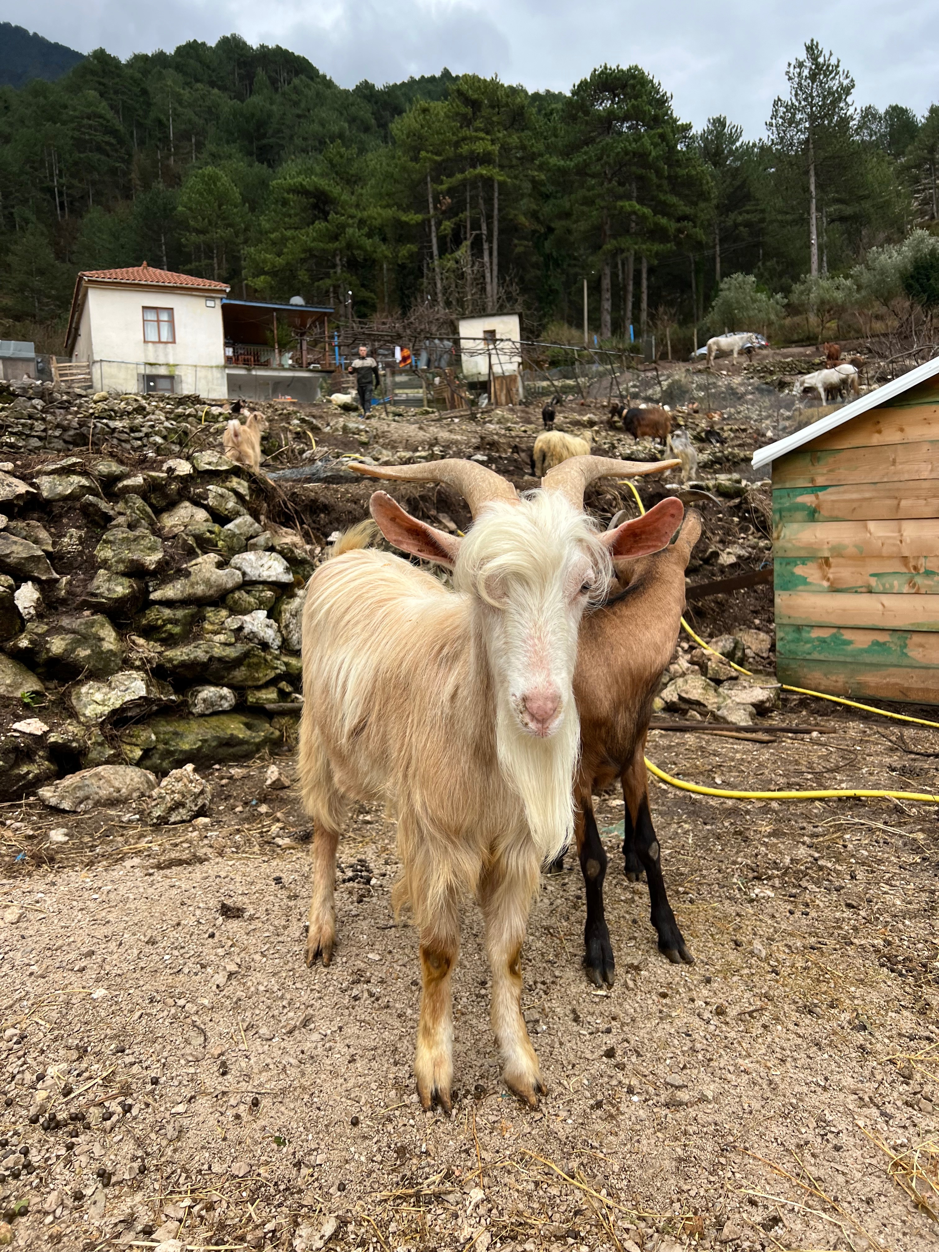 Aiutiamo i rifugi 4Zampe Rescue Albania e randagi in Albania campaign photo, 5 of 7
