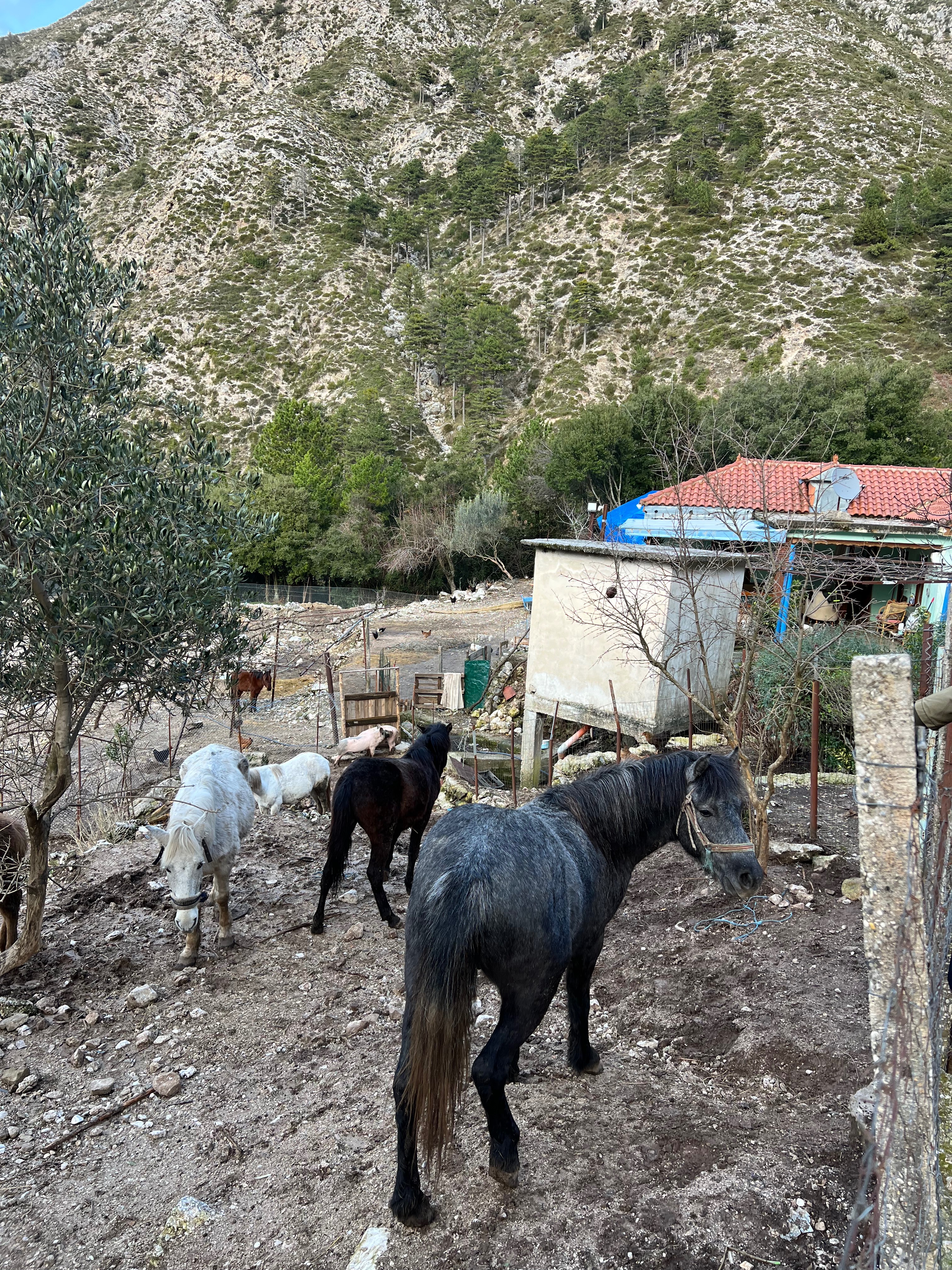 Aiutiamo i rifugi 4Zampe Rescue Albania e randagi in Albania campaign photo, 6 of 7