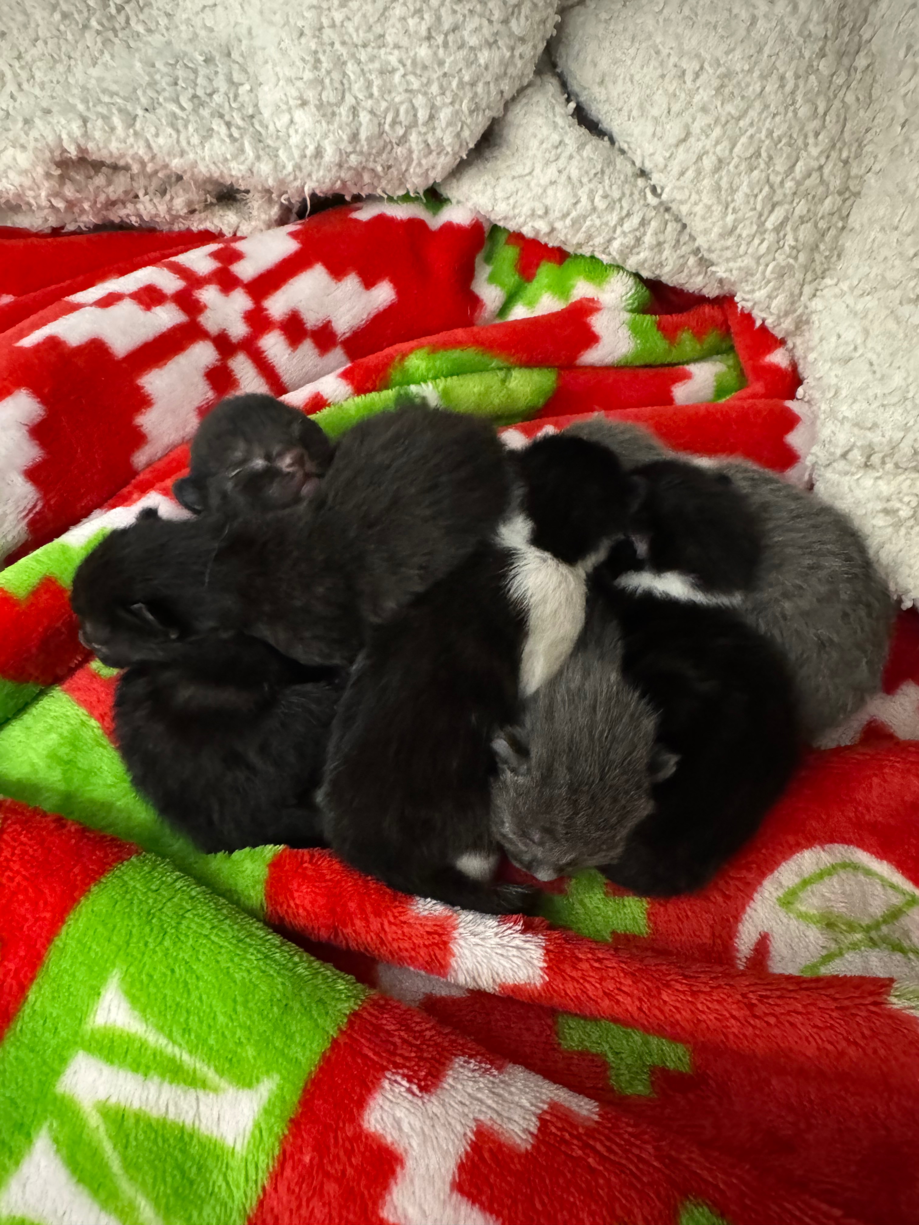 Help me provide care for mum and 6 kittens campaign photo, 5 of 6