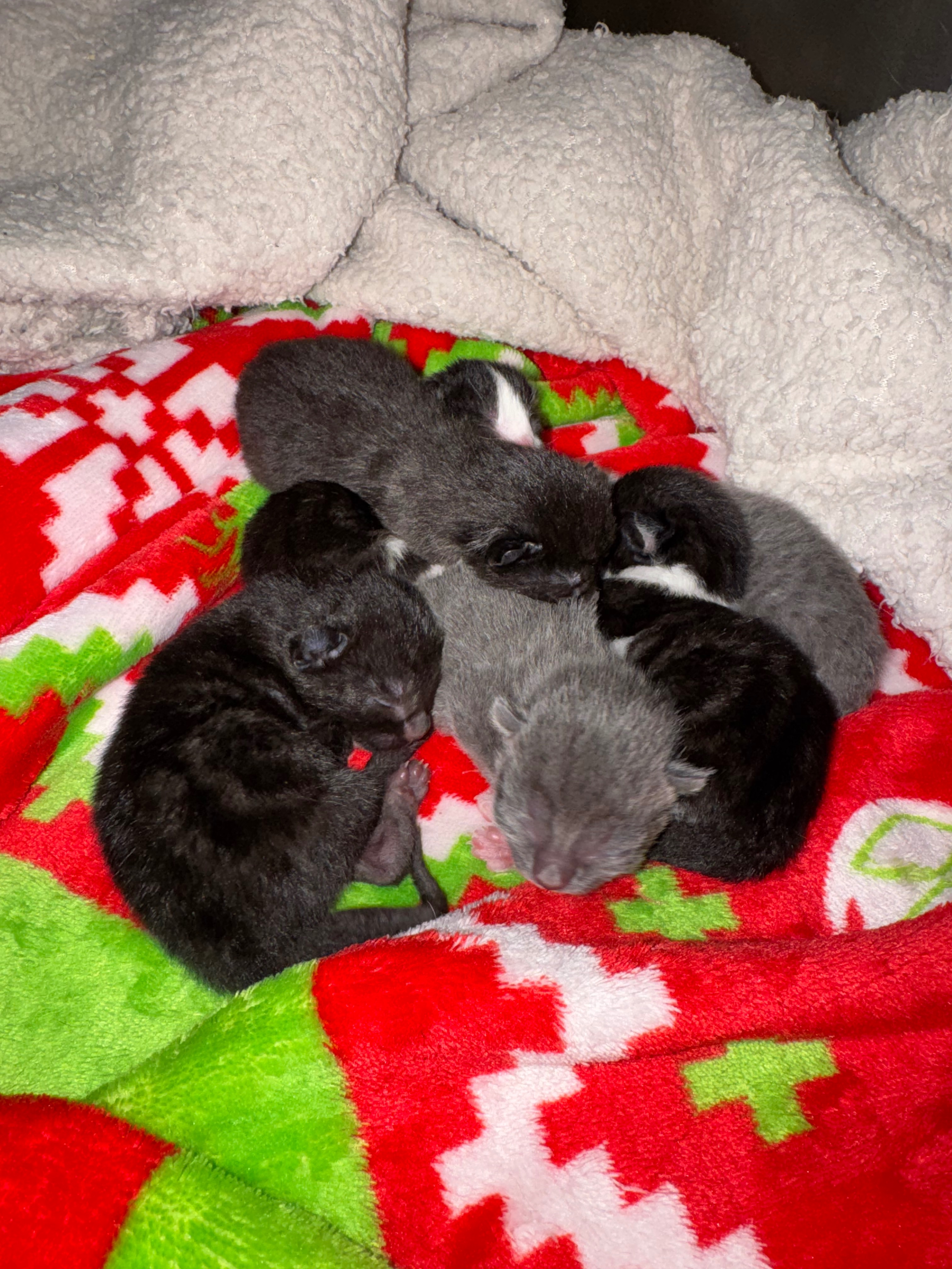 Help me provide care for mum and 6 kittens campaign photo, 2 of 6