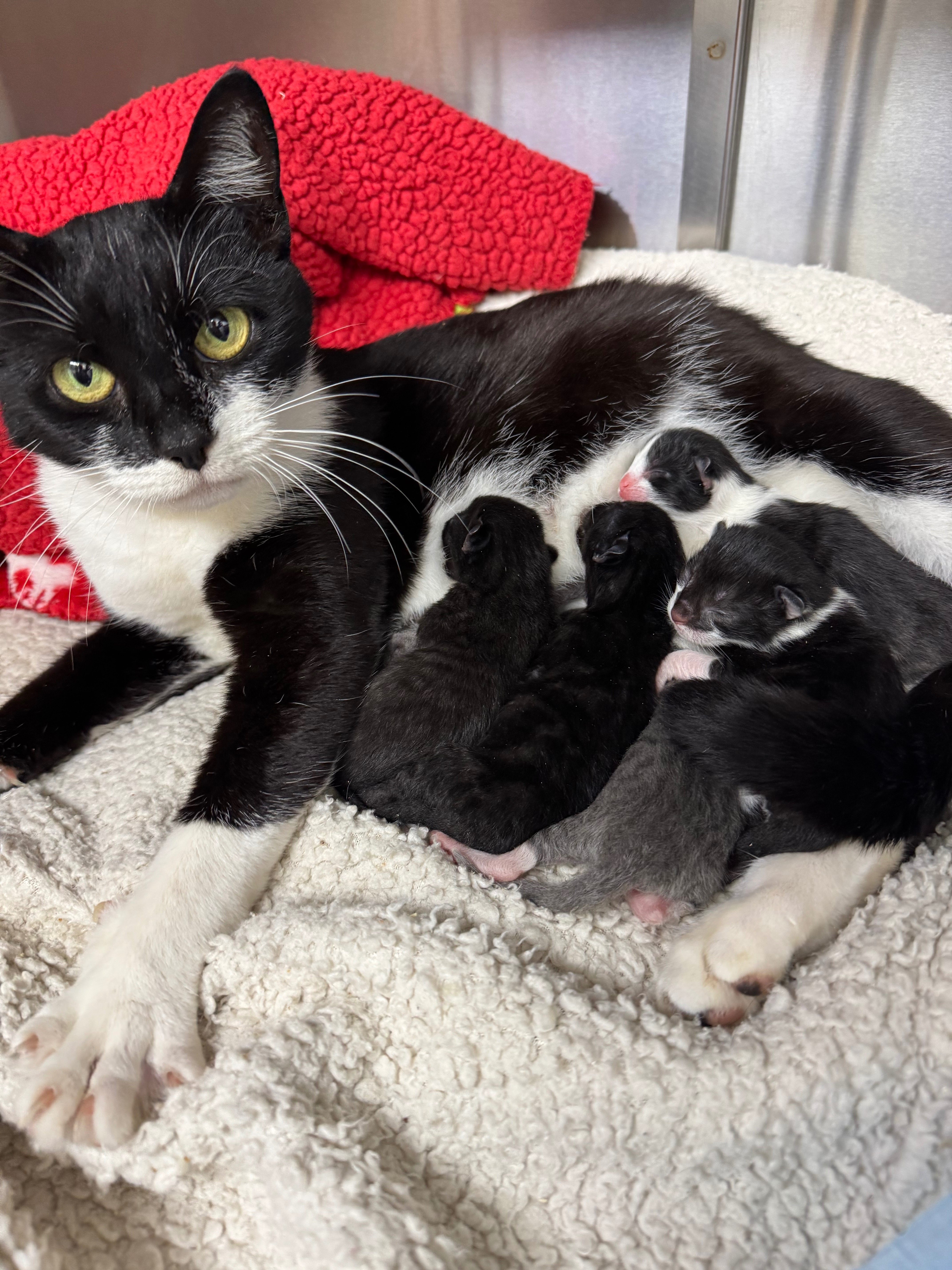 Help me provide care for mum and 6 kittens campaign photo, 4 of 6
