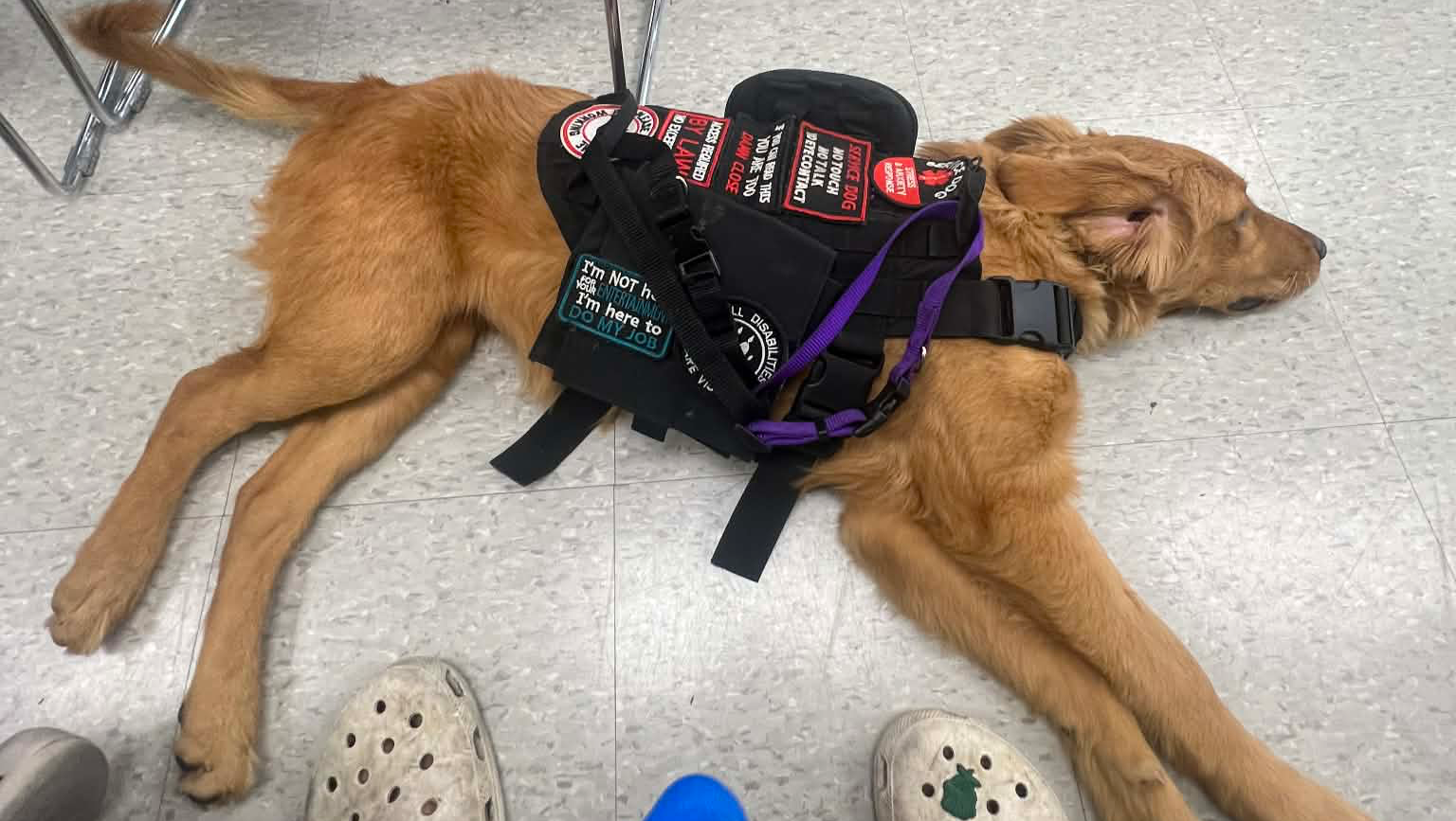 Help Bring Kira Home for Seizure Alert photo