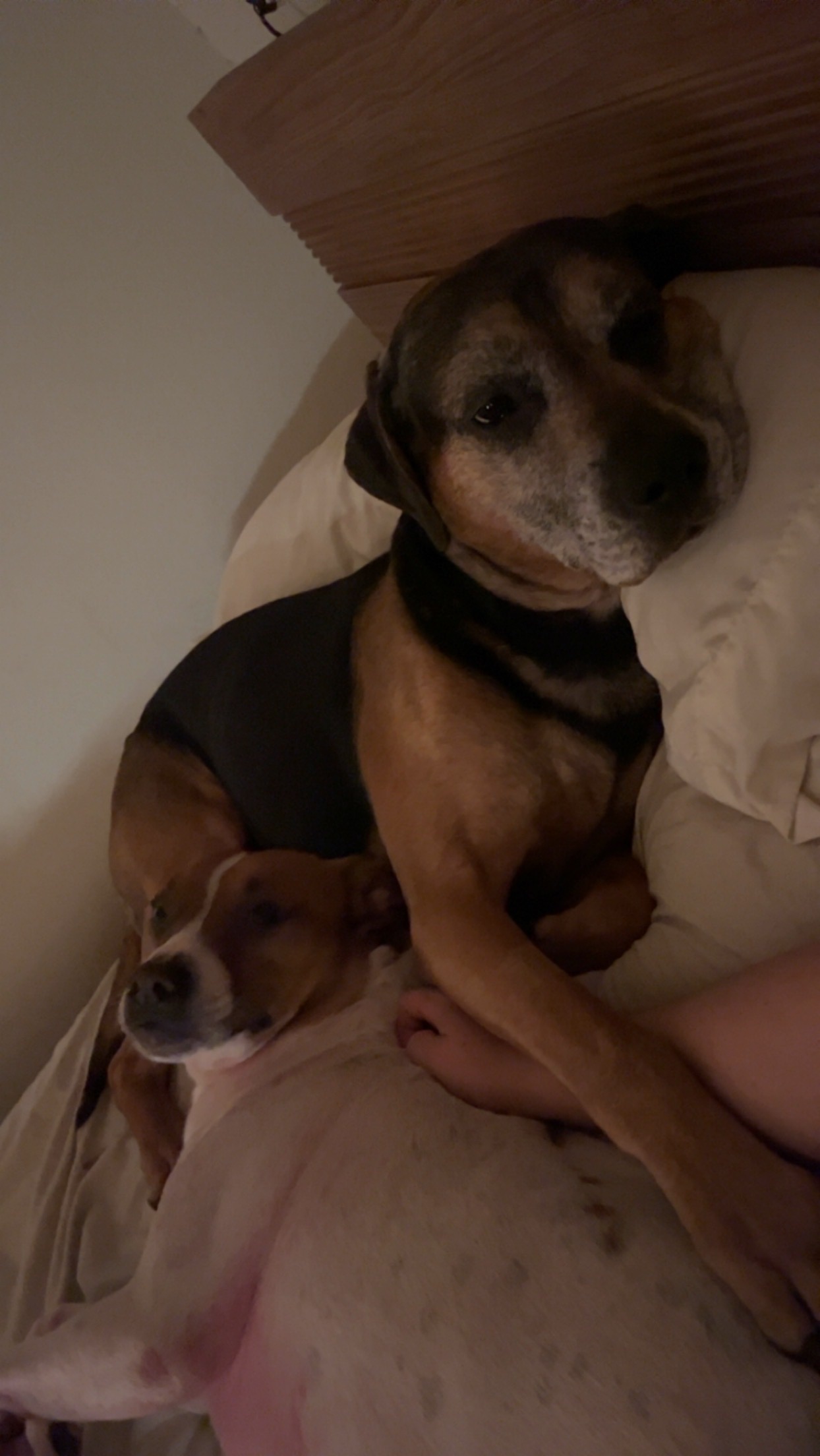 Help Brodie Heal: Support His Vet Care campaign photo, 7 of 8