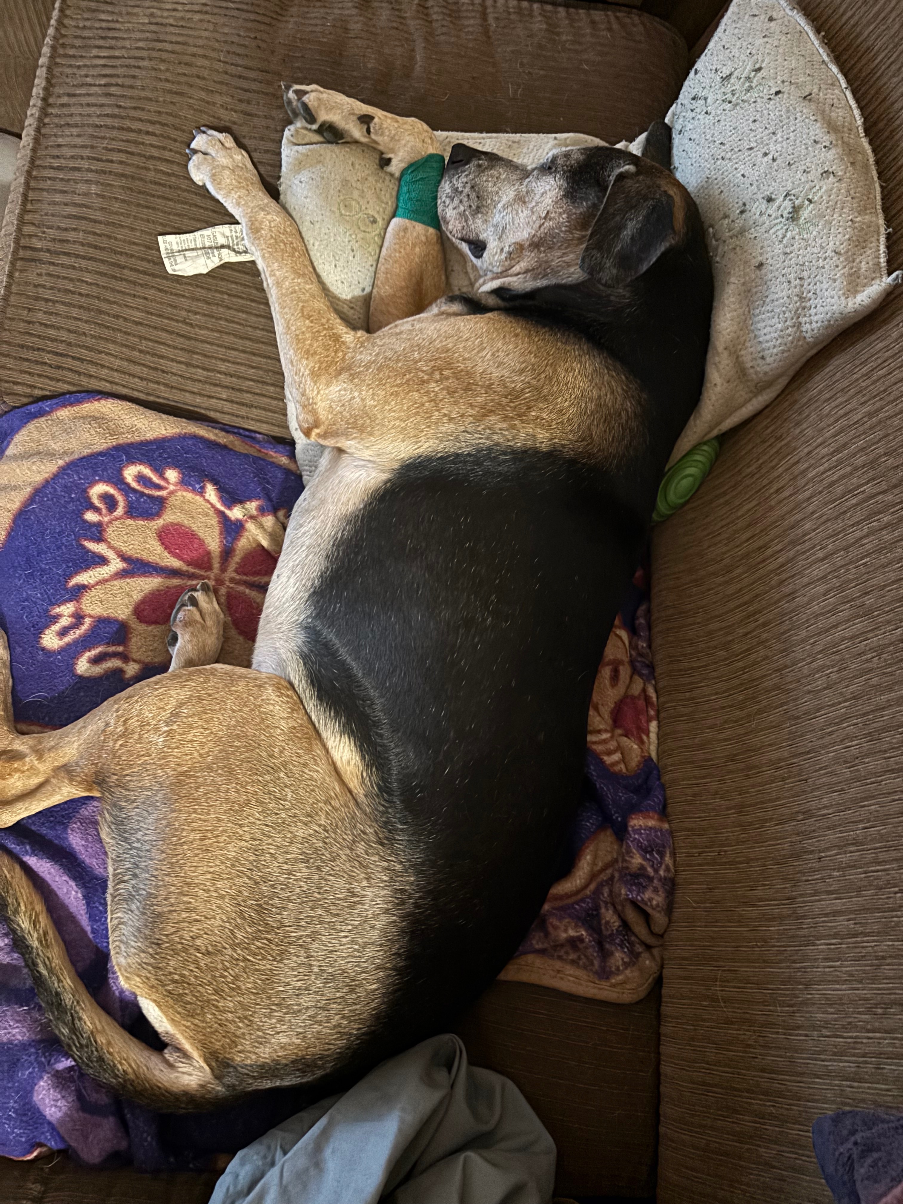 Help Brodie Heal: Support His Vet Care campaign photo, 2 of 8